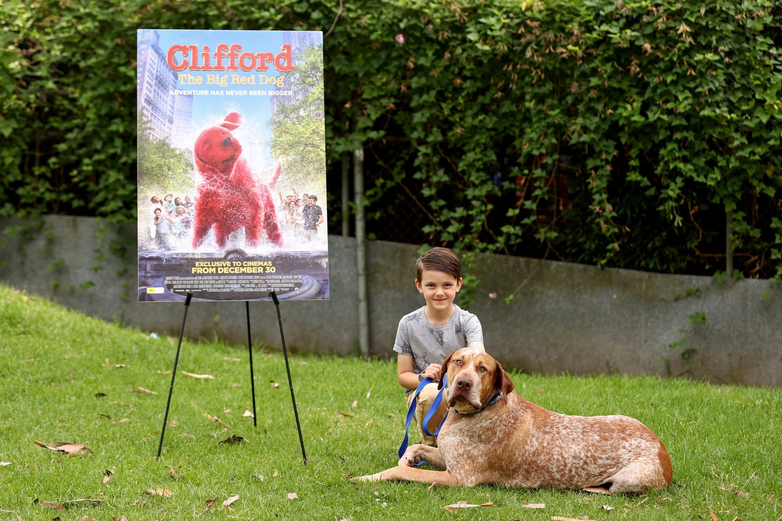  SYDNEY, AUSTRALIA - DECEMBER 01: Nuclear, a shelter dog searches for his fur-ever home as CLIFFORD THE BIG RED DOG fronts the RSPCA NSW’s Big Dog Adoption Drive on December 01, 2021 in Sydney, Australia. (Photo by Brendon Thorne/Getty Images for Par