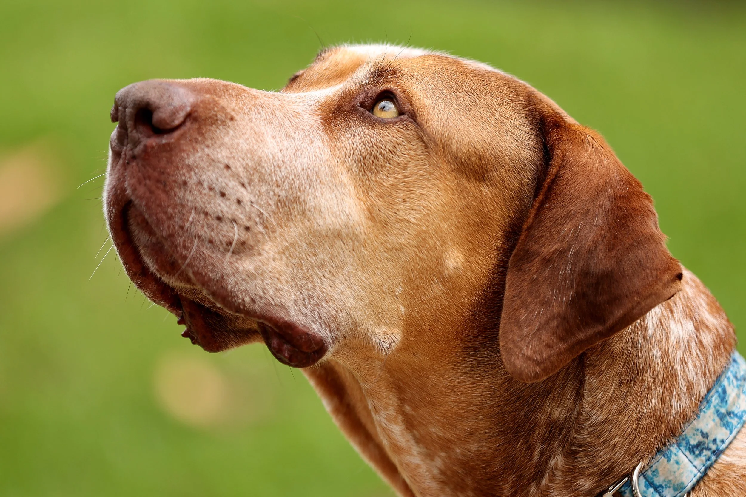  SYDNEY, AUSTRALIA - DECEMBER 01: Nuclear, a shelter dog searches for his fur-ever home as CLIFFORD THE BIG RED DOG fronts the RSPCA NSW’s Big Dog Adoption Drive on December 01, 2021 in Sydney, Australia. (Photo by Brendon Thorne/Getty Images for Par