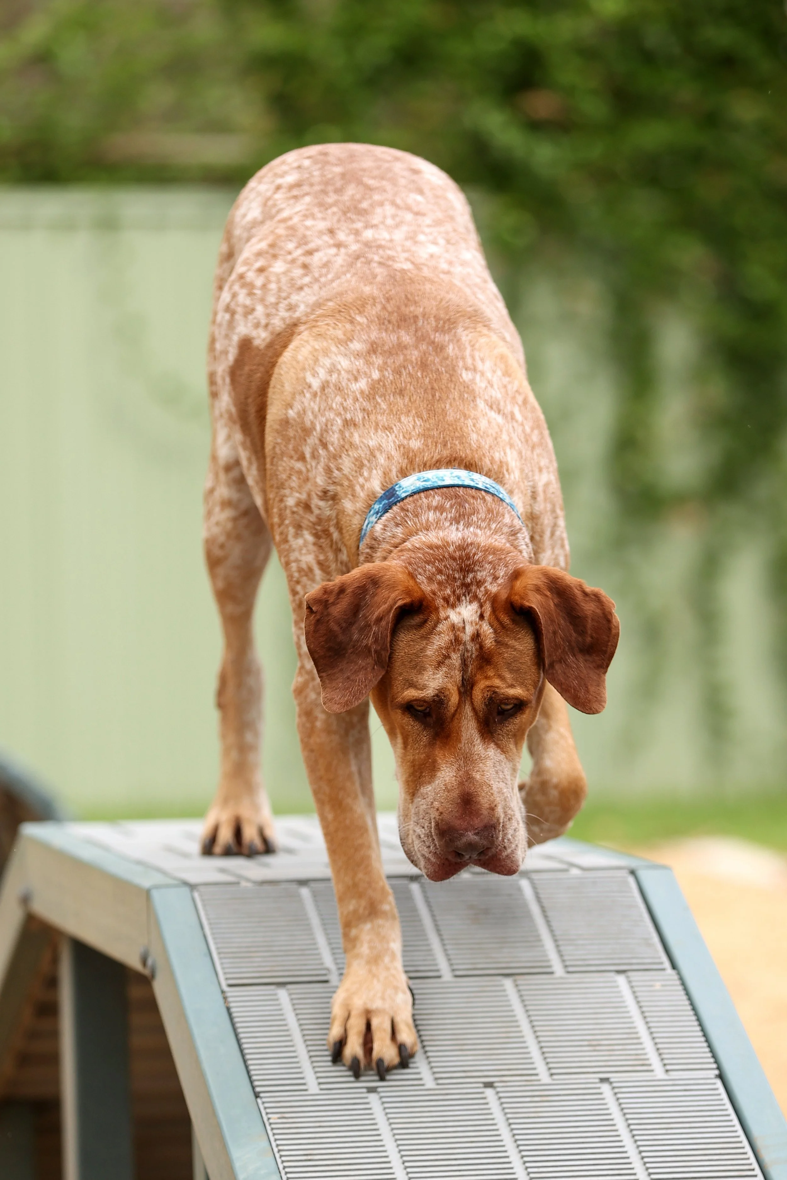  SYDNEY, AUSTRALIA - DECEMBER 01: Nuclear, a shelter dog searches for his fur-ever home as CLIFFORD THE BIG RED DOG fronts the RSPCA NSW’s Big Dog Adoption Drive on December 01, 2021 in Sydney, Australia. (Photo by Brendon Thorne/Getty Images for Par