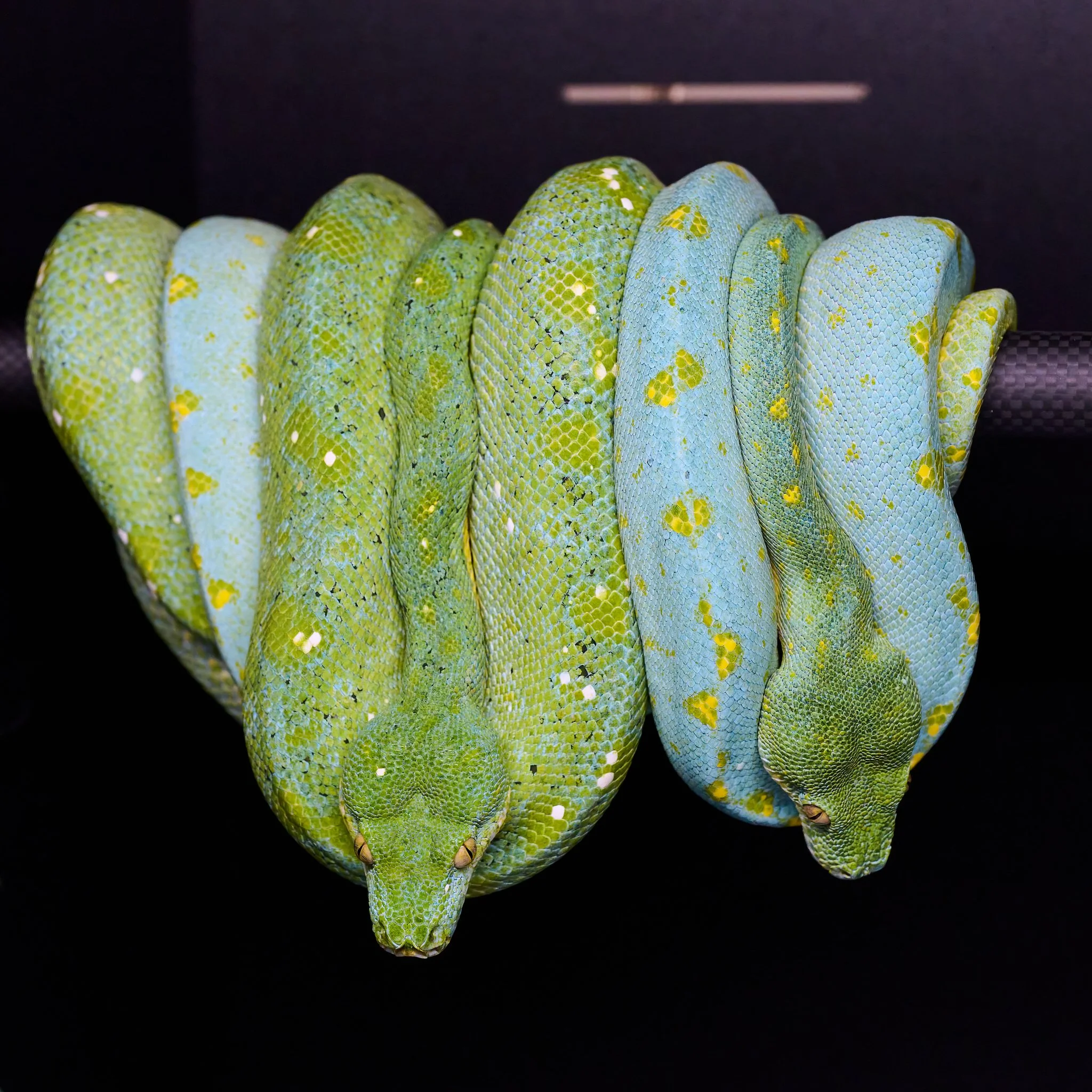 Two green and blue snakes with yellow markings coiled around a black bar.