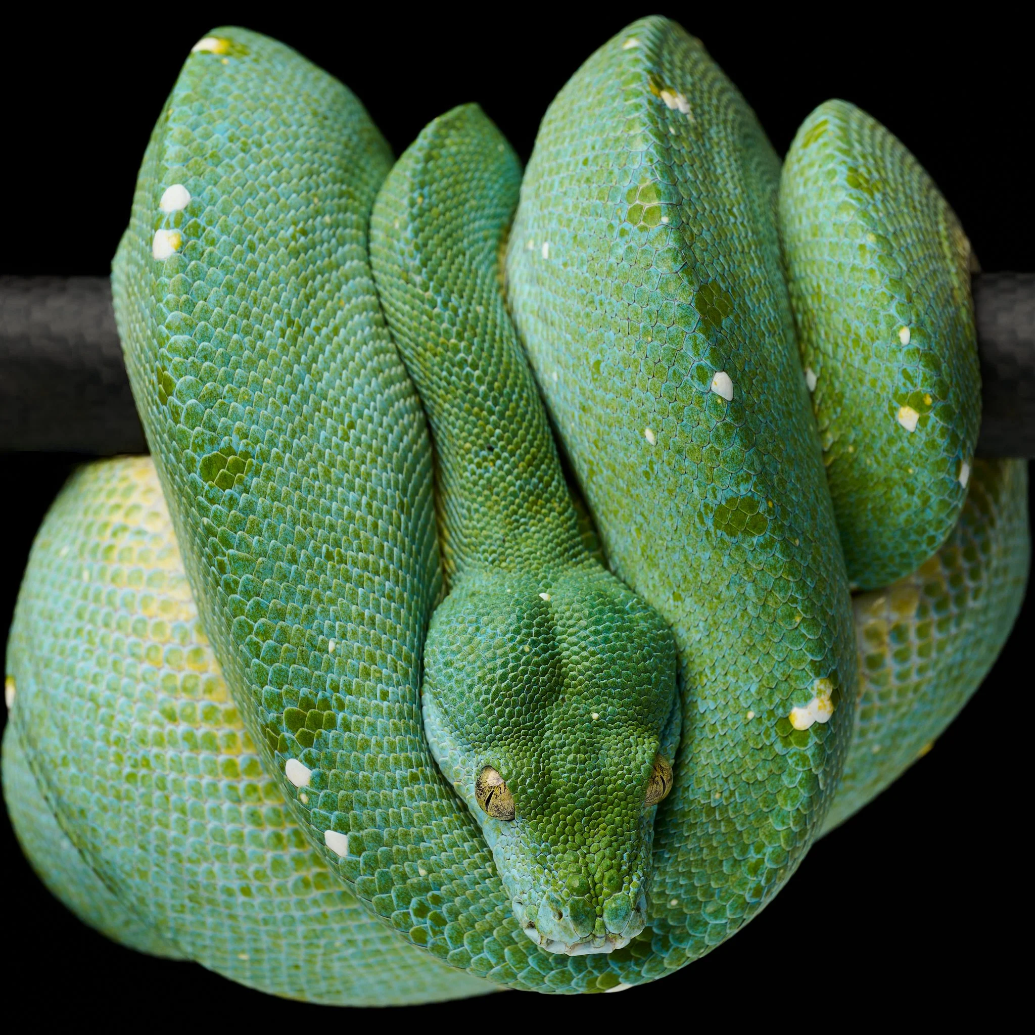 Green tree python coiled on a branch with dark background.