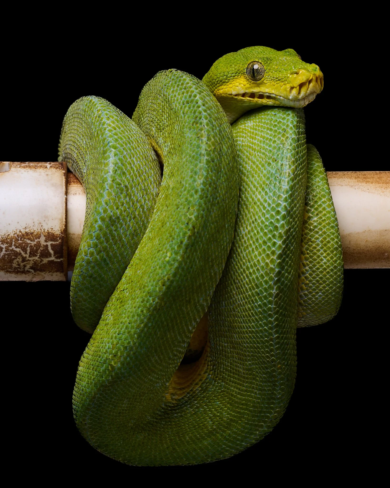 Green tree python coiled on a branch against a blurred background.