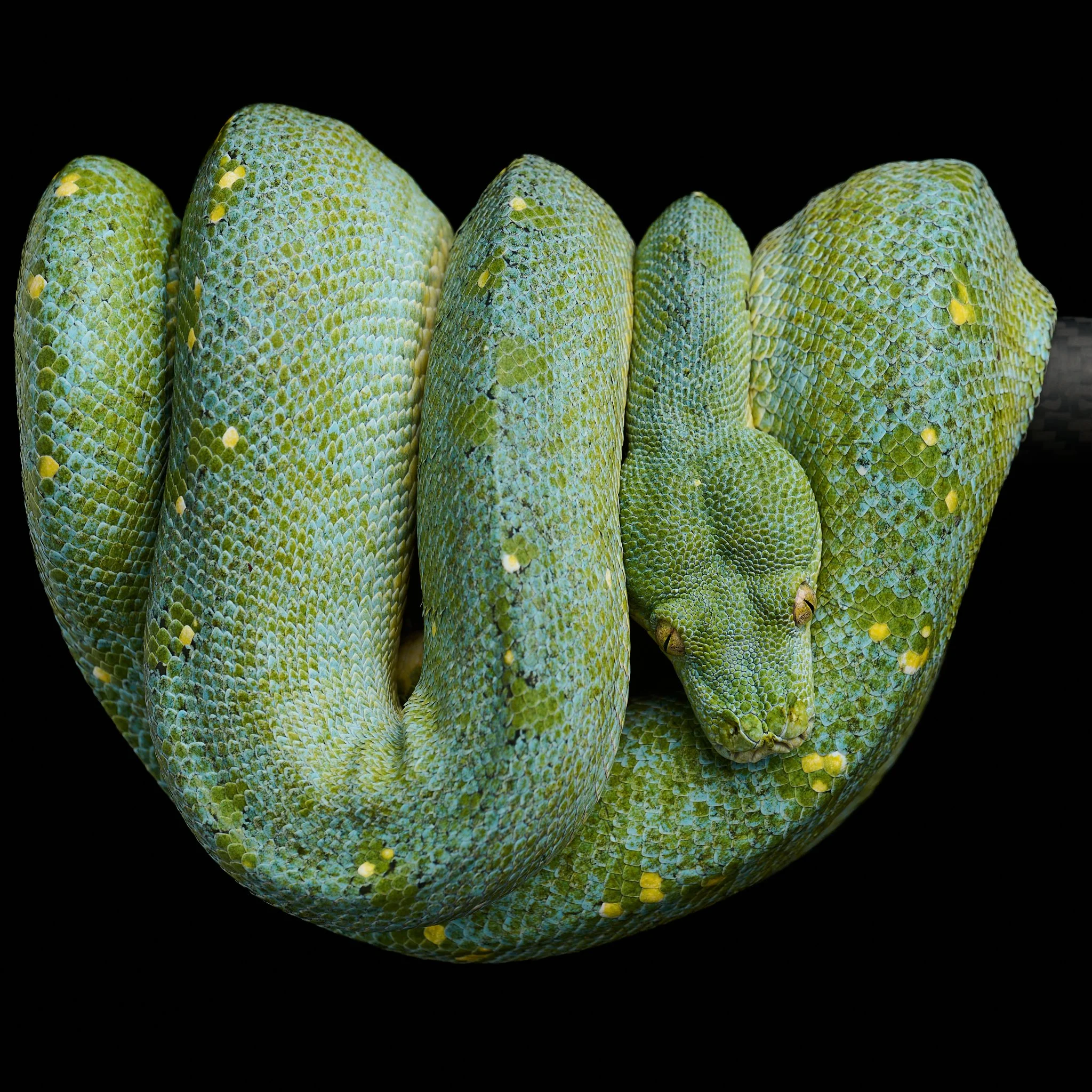 Close-up of a green snake with textured scales and yellow patterns, focusing on its head and eyes.