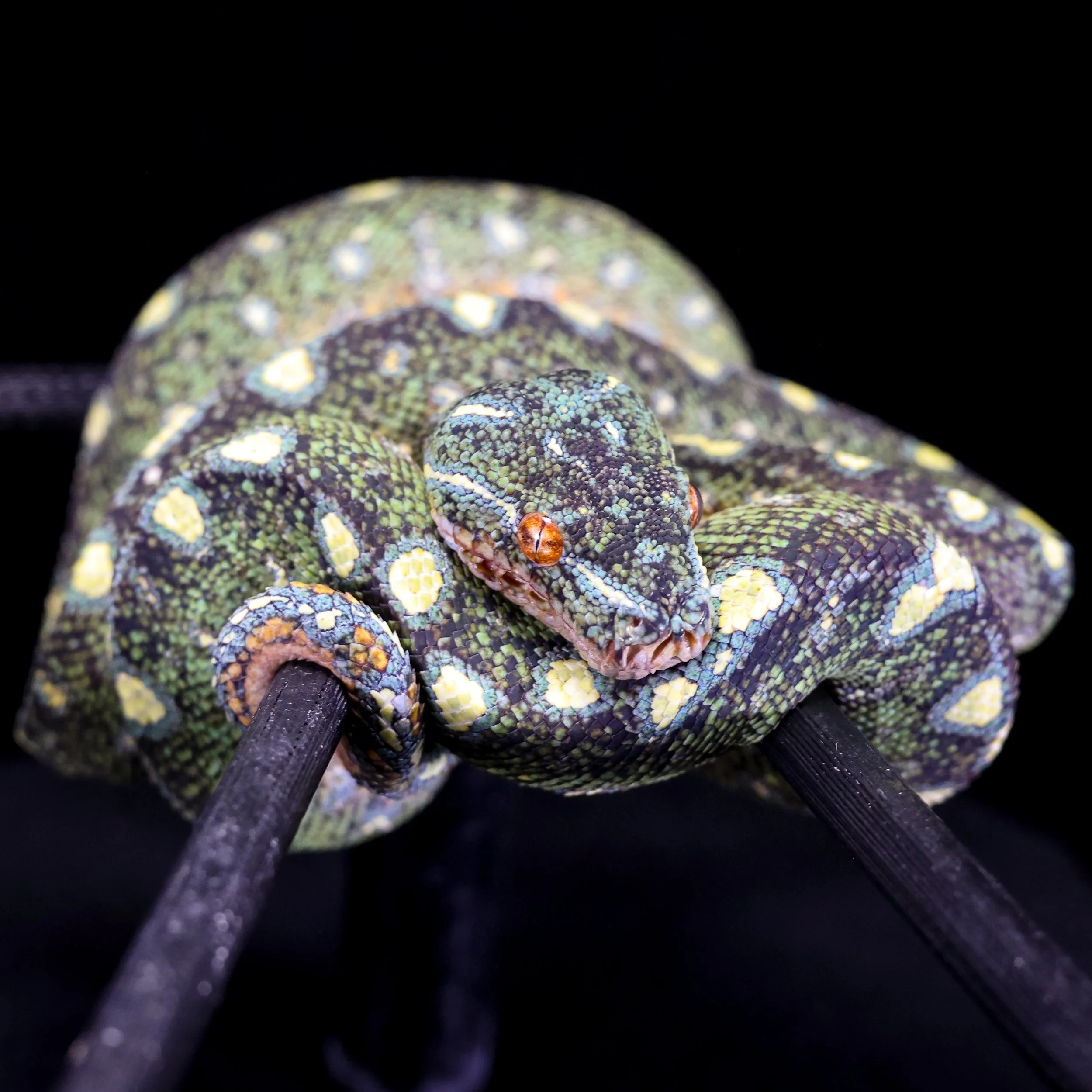 Close-up of a green tree python going through ontogenetic color change.