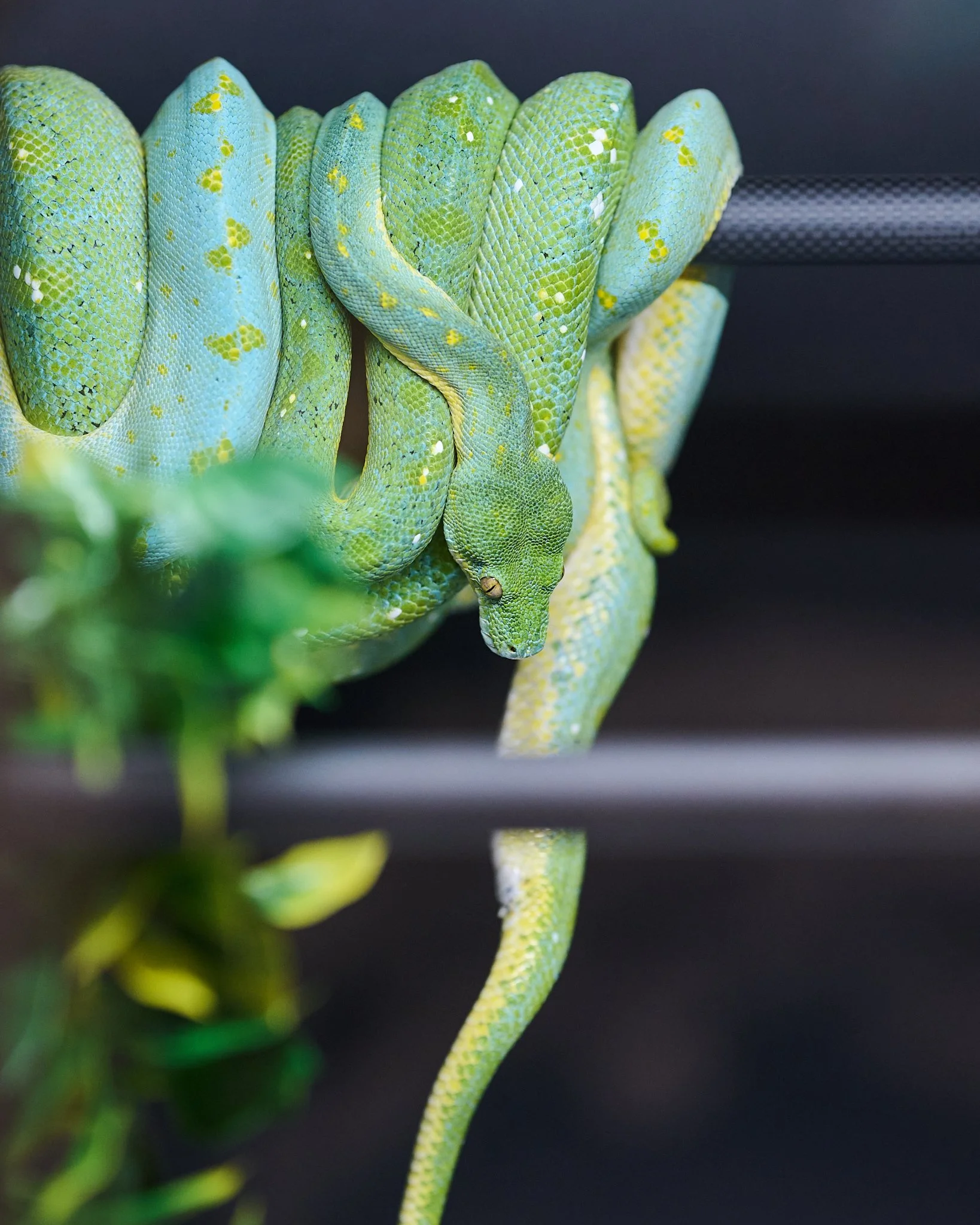 A green tree python breeding pair.