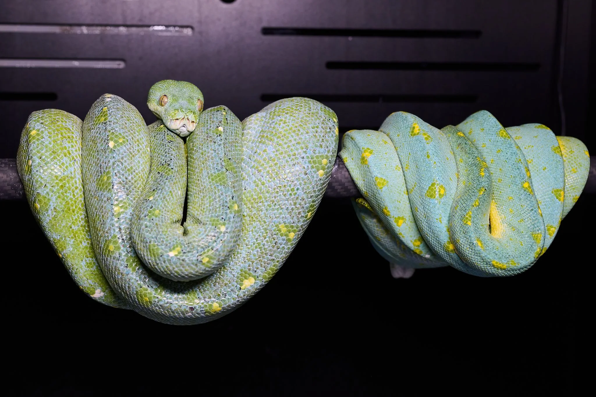 Follicle Development - 9.10.25