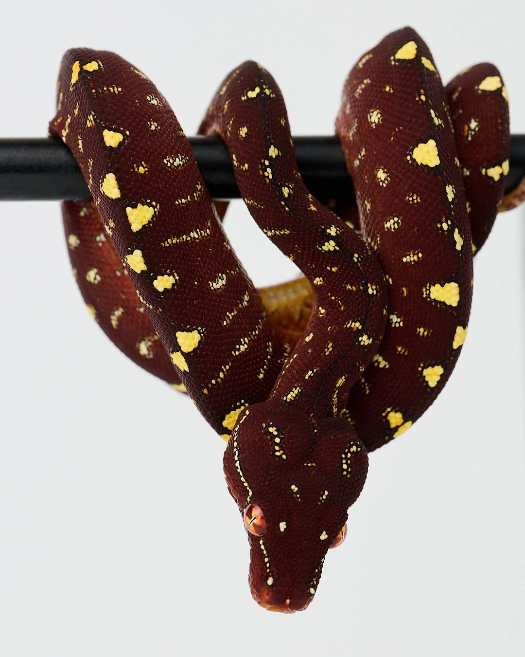 Green tree python coiled on branch with blue background