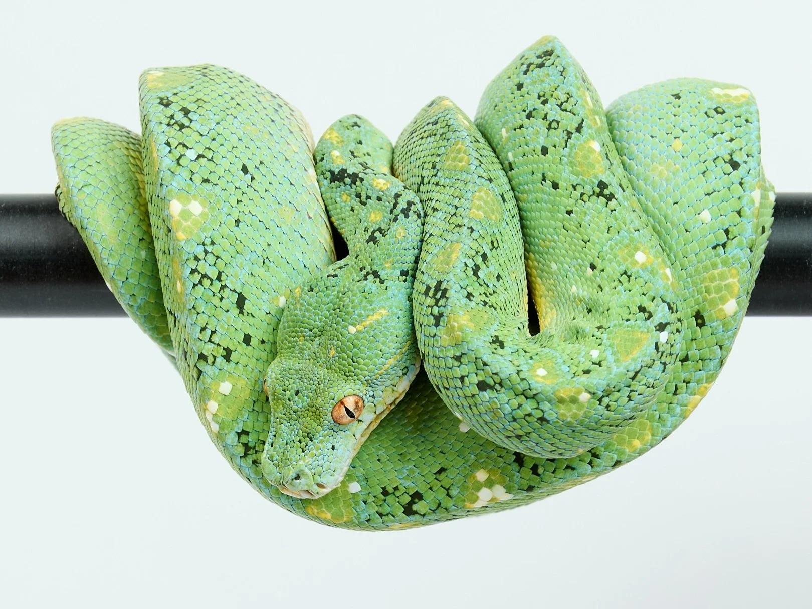 A green tree python snake with yellow and black patterns coiled around a black branch.