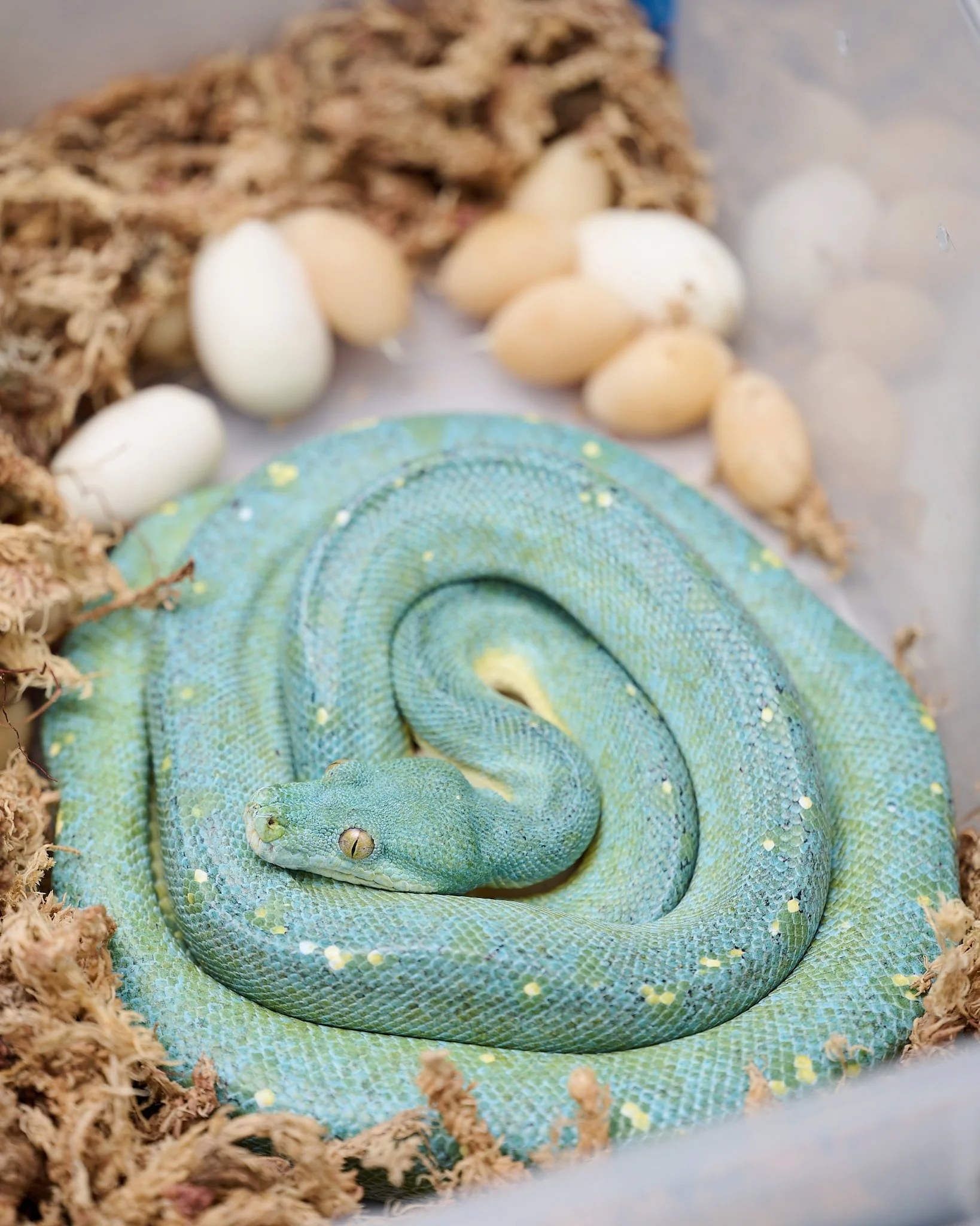 Clutch Laid - 10.27.25