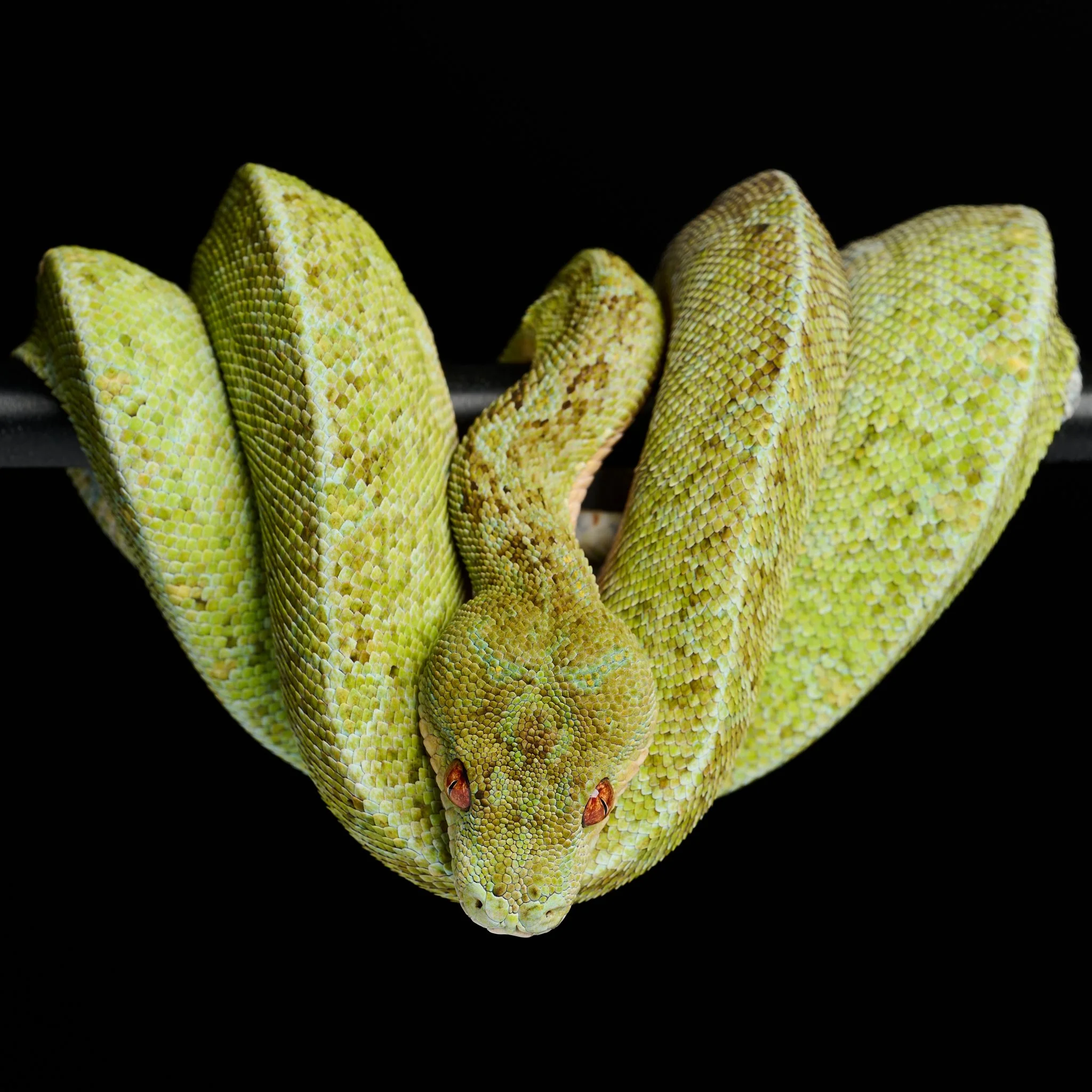 Close-up of coiled green tree python with vibrant scales.