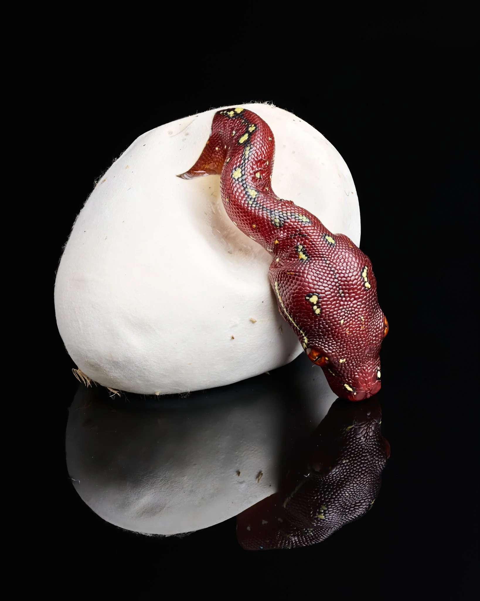A red green tree python hatchling green tree python snake with yellow and black markings emerging from a white eggshell on a reflective black surface.