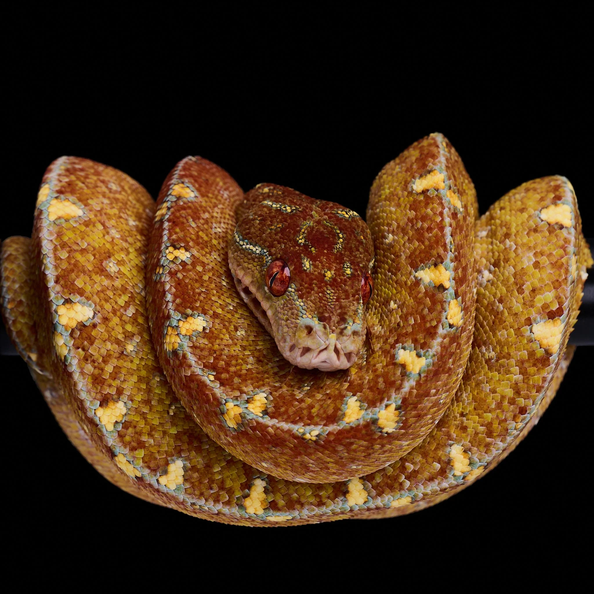 Close-up of coiled green tree python with vibrant scales.