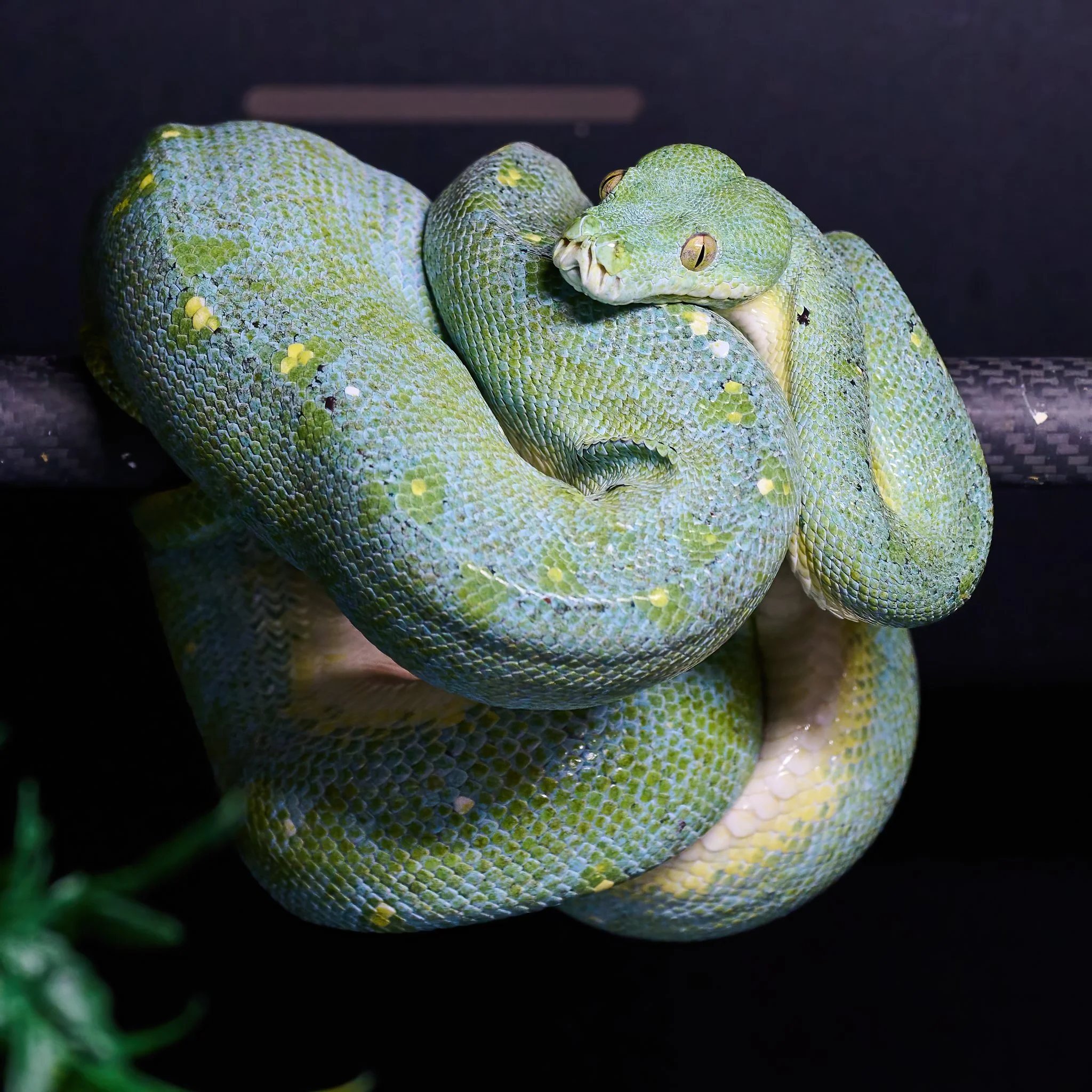 Onset of peak ovulation - 9.17.25