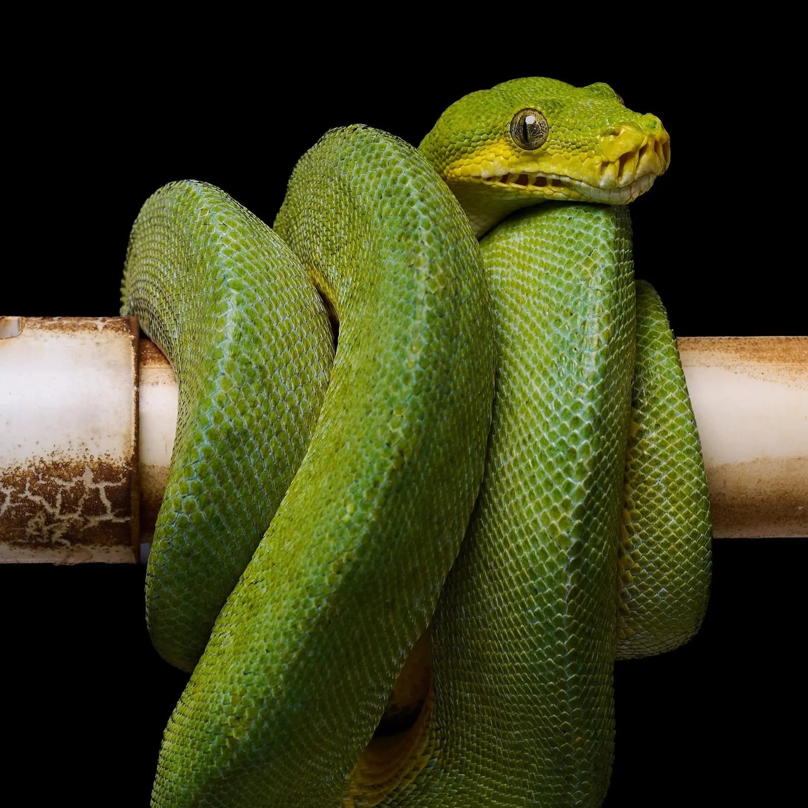 Green tree python coiled on a branch against a blurred background.