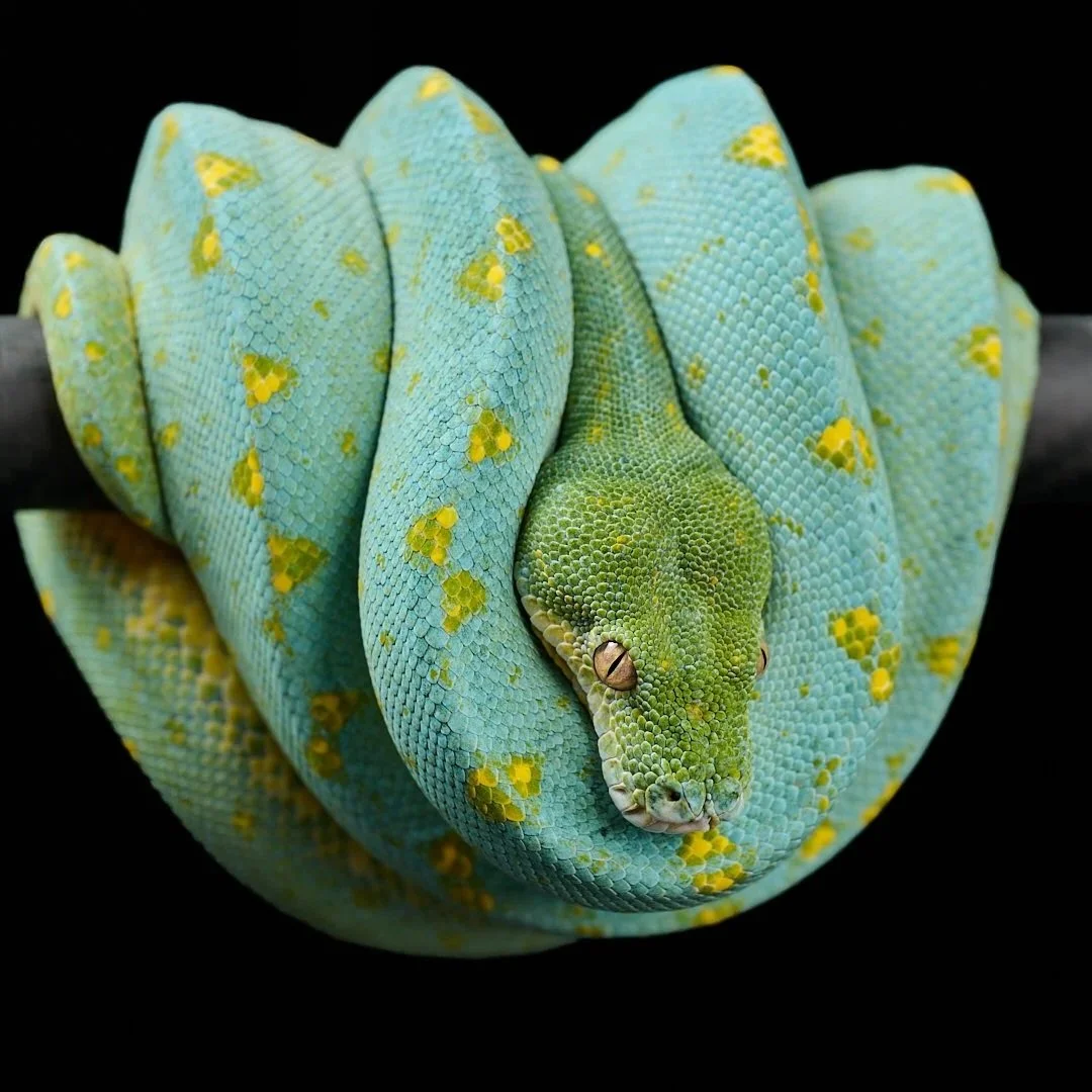 Green tree python with blue and yellow scales coiled around a branch.