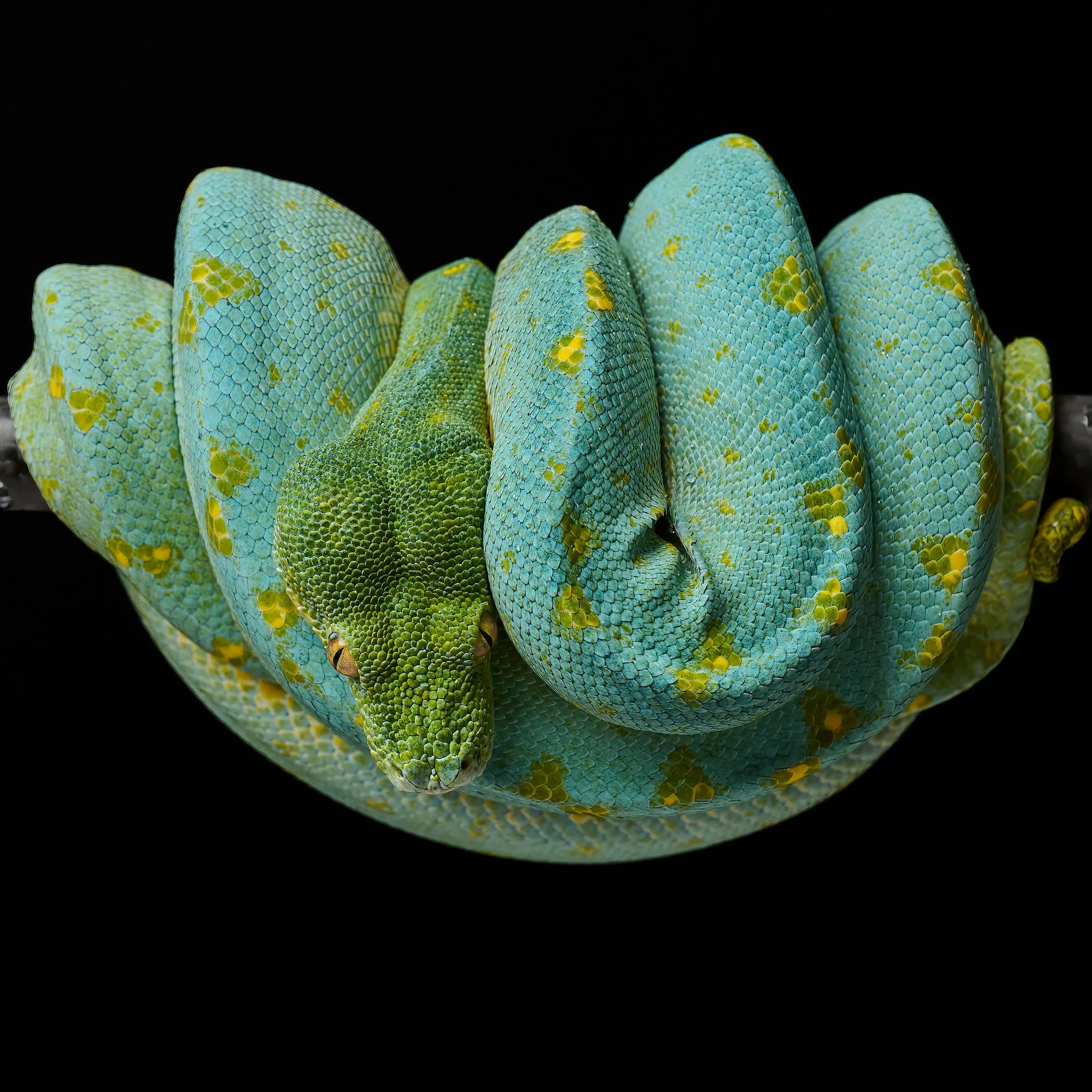 Green tree python with blue and yellow scales coiled around a branch.