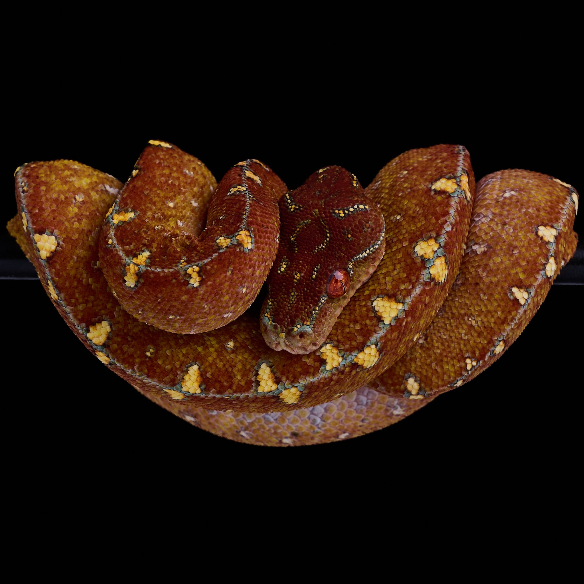 Close-up of coiled green tree python with vibrant scales.