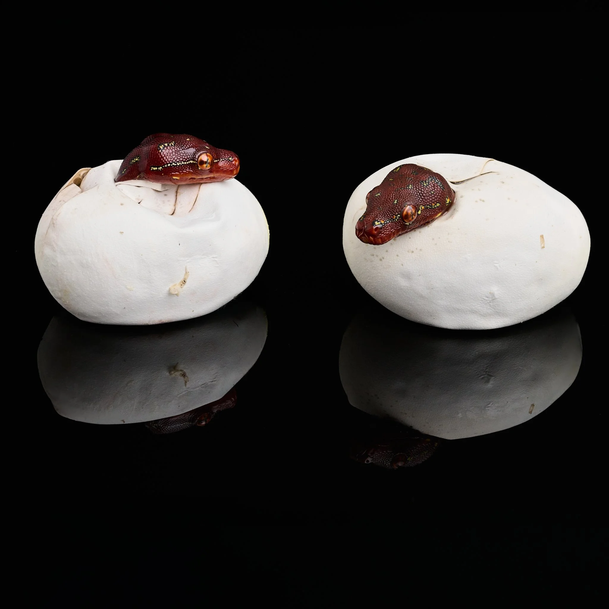 Two white eggs with hatchling green tree python neonate heads sticking out, reflected on a glossy black surface.