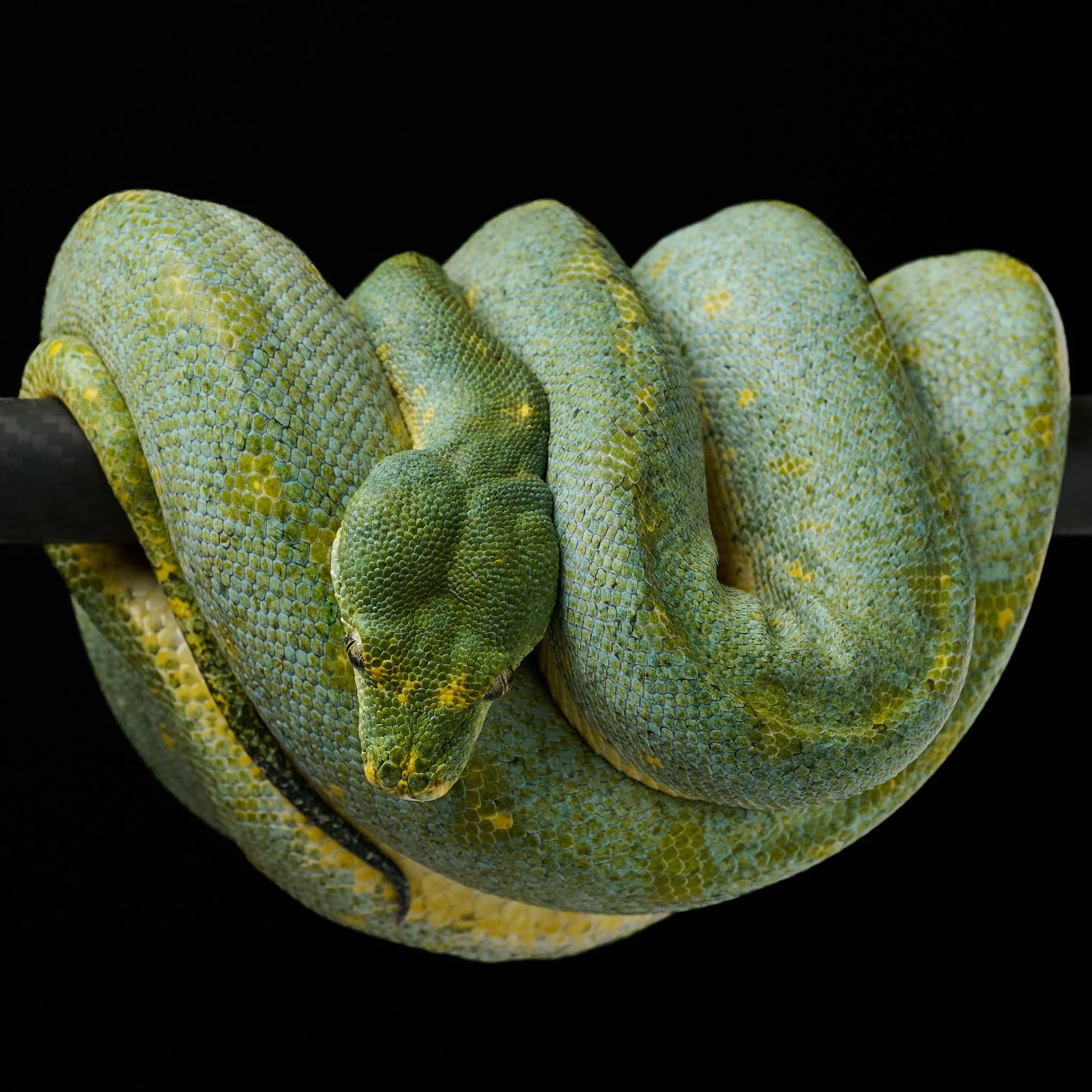 Close-up of coiled green tree python with vibrant scales.