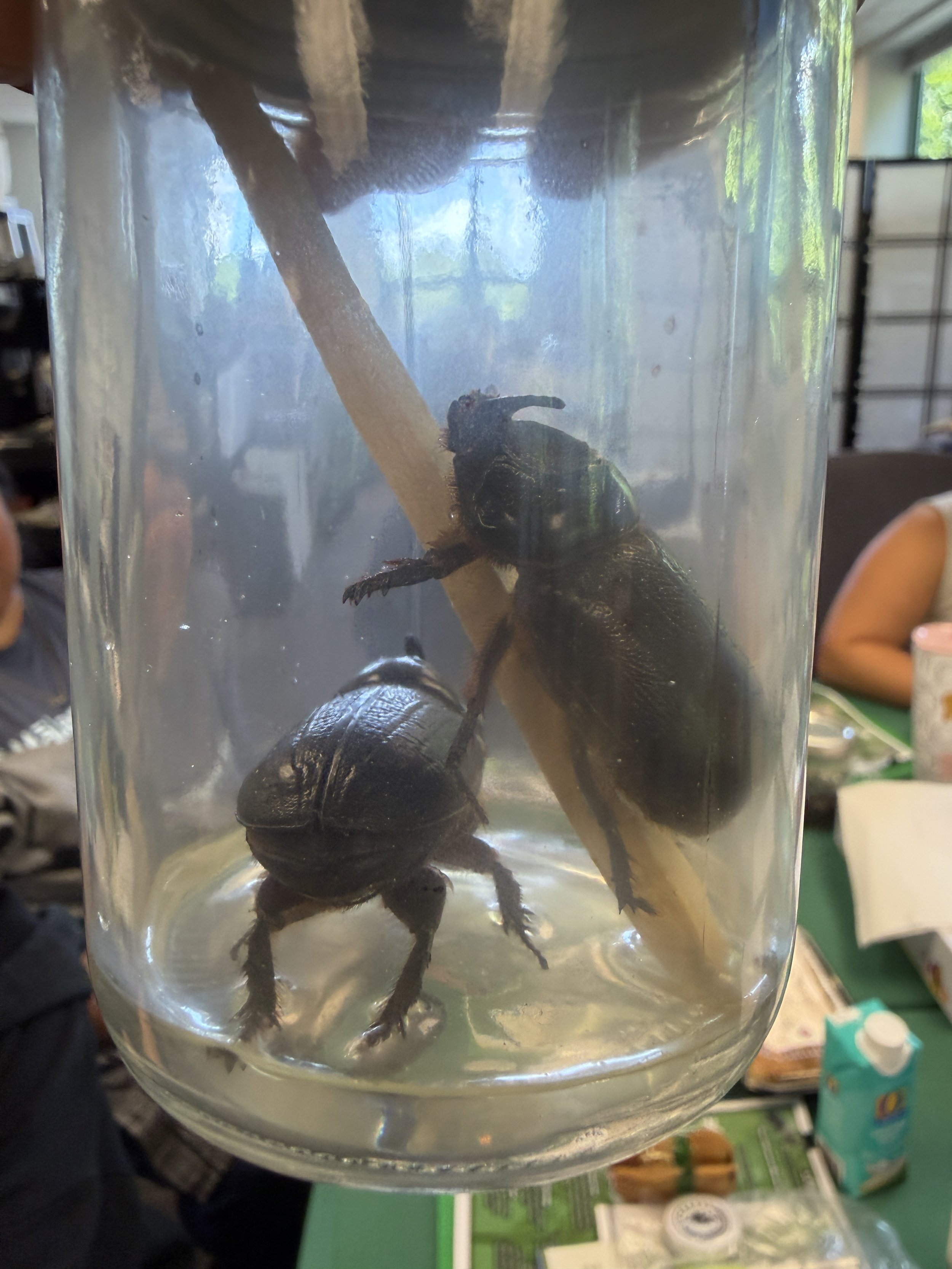 coconut rhinoceros beetle