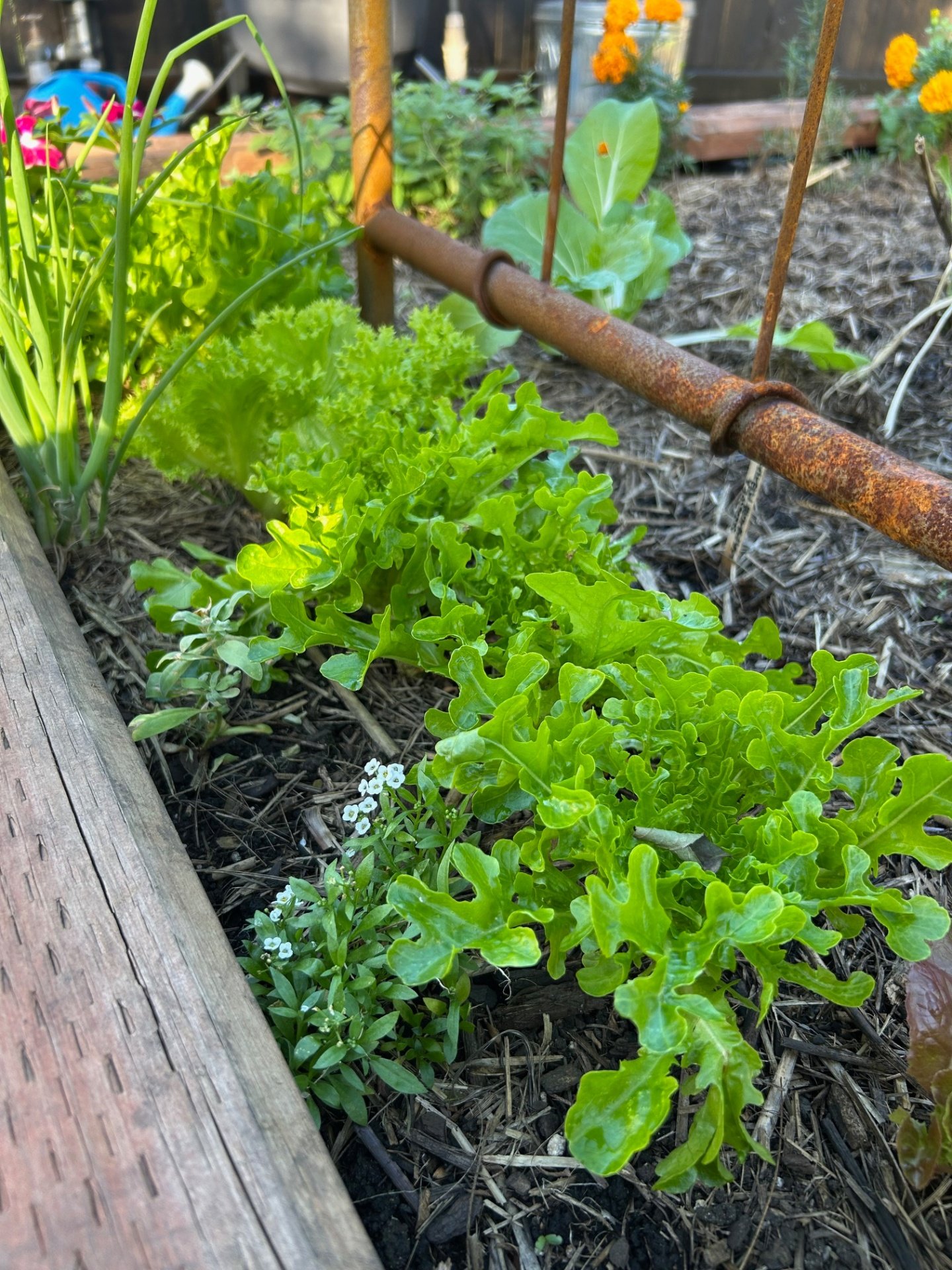 TALK Wicking Beds - Smarter Watering from the Ground Up