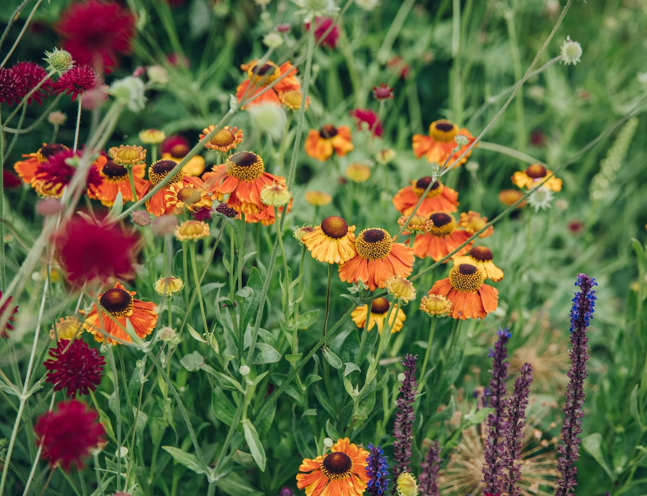 TALK Planting for Wildlife & Beneficial Insects - Create a Garden that Works with Nature