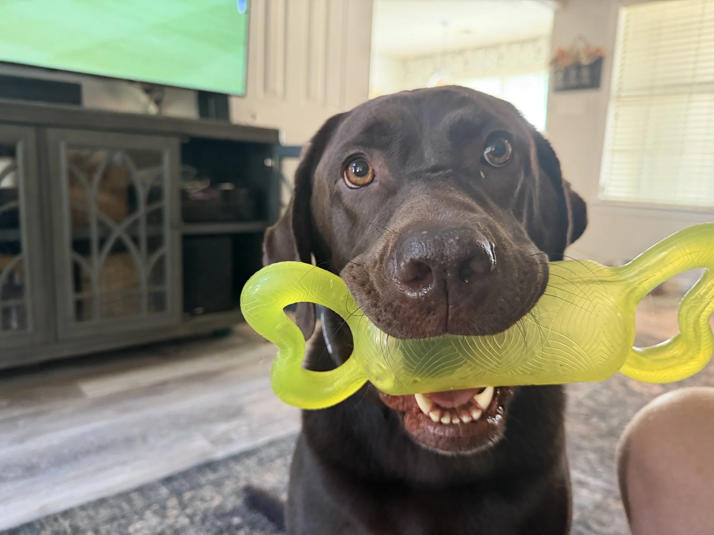 Back to School Pet Care Tips for Memphis Area Pet Parents