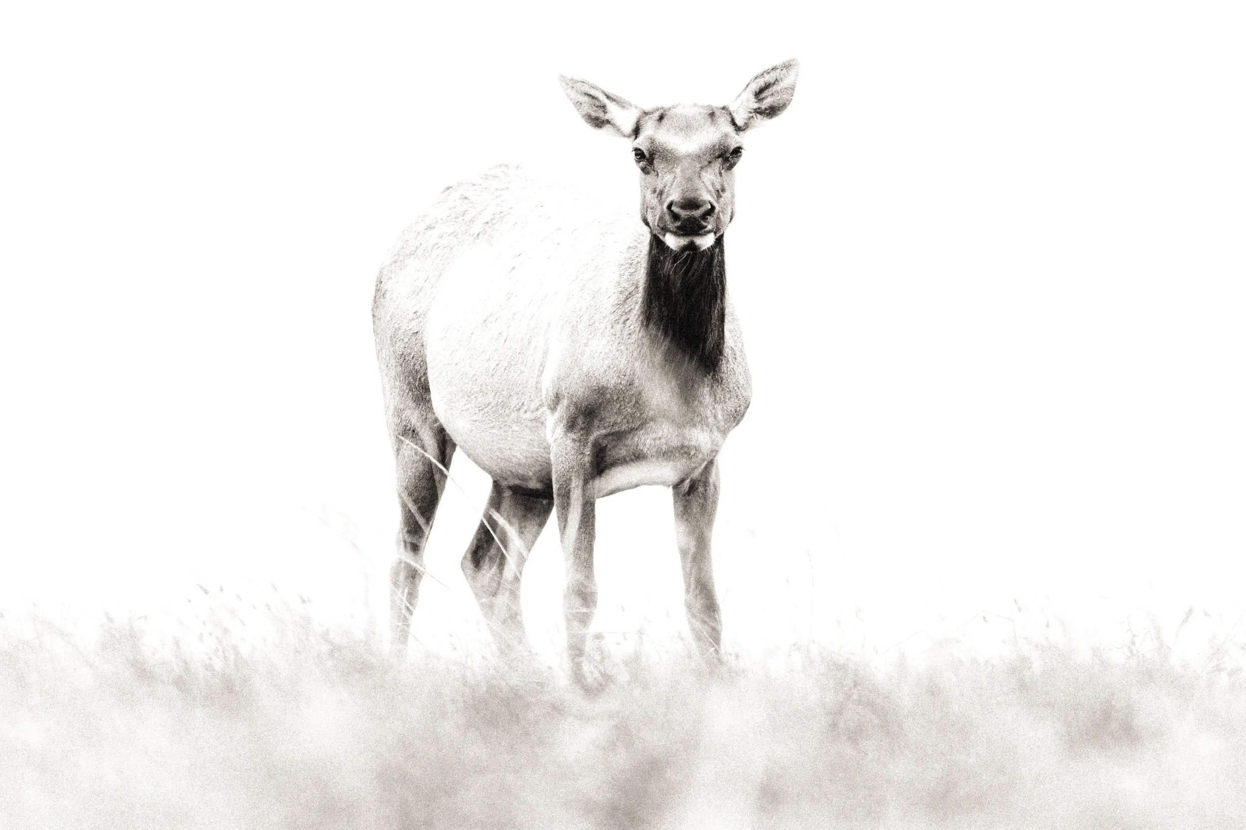 Animal-7.jpg
