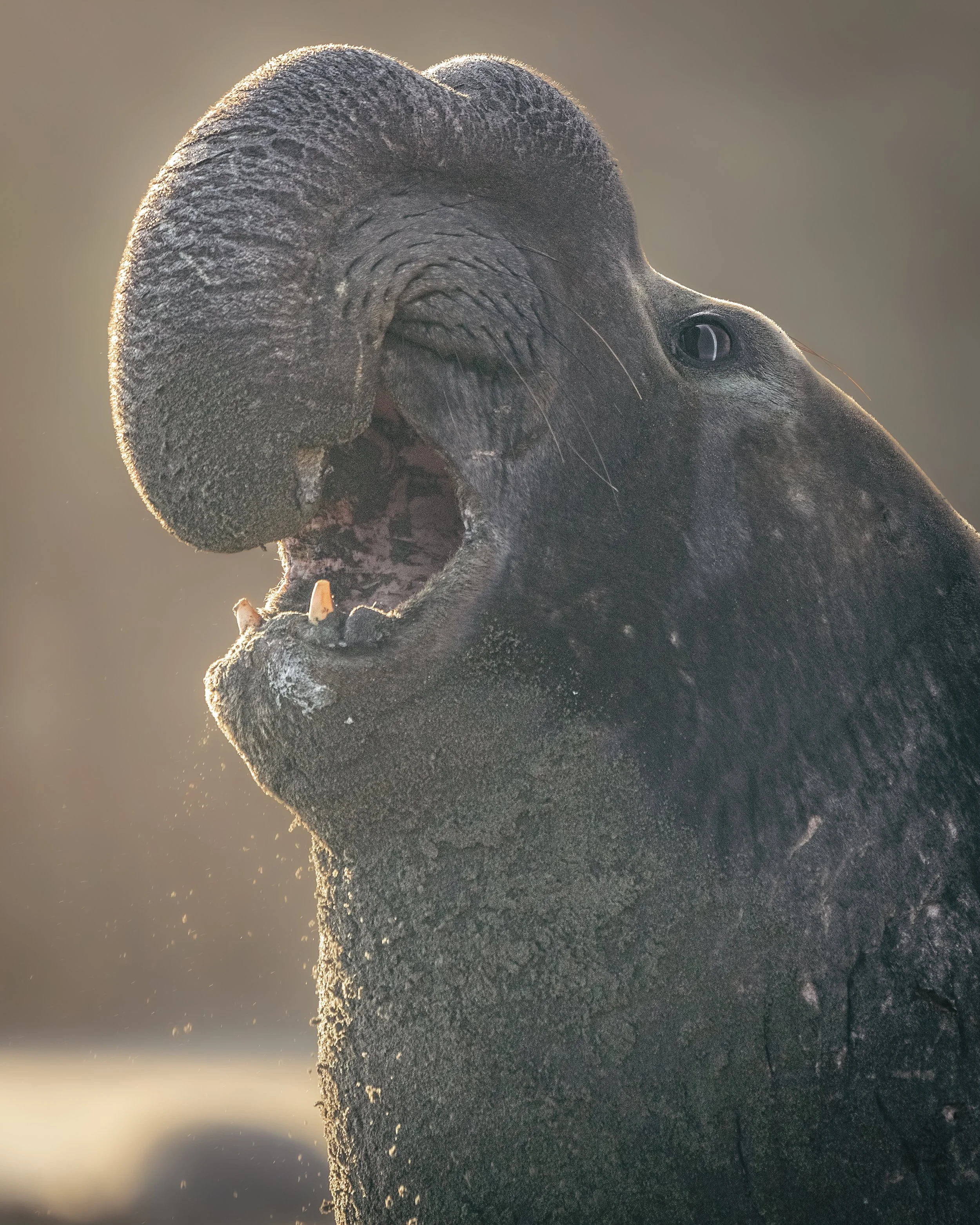 New Years Seals-1.jpg