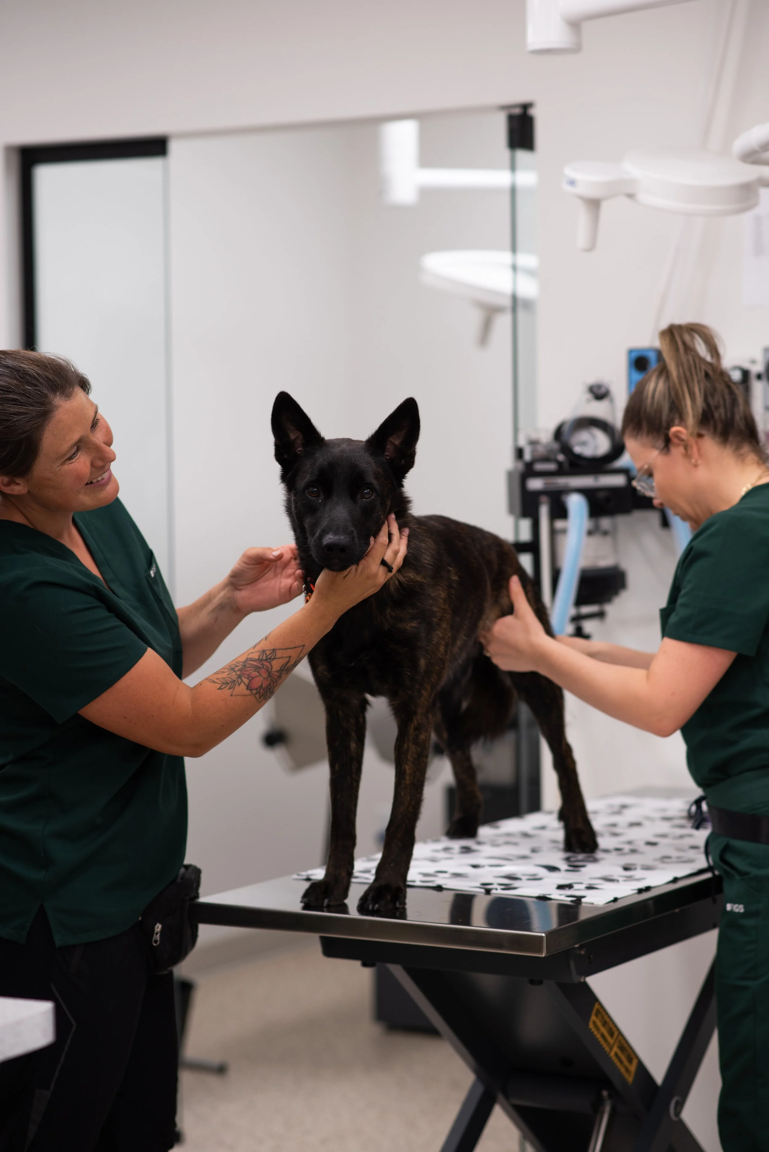 Clinique Katy Vétérinaire: Trusted Care for Your Pets in Laval ...