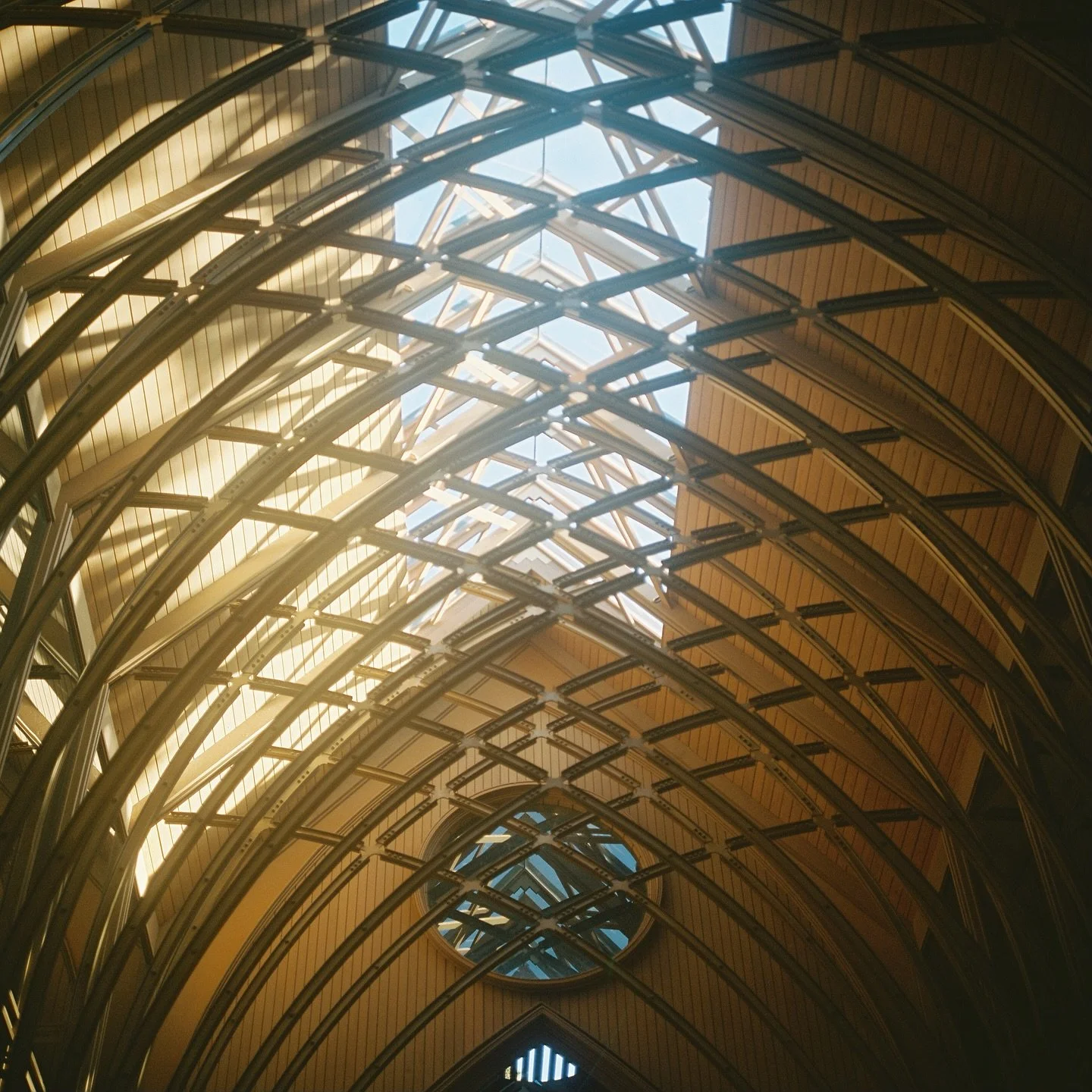 The Rays on 120 film 🎞️