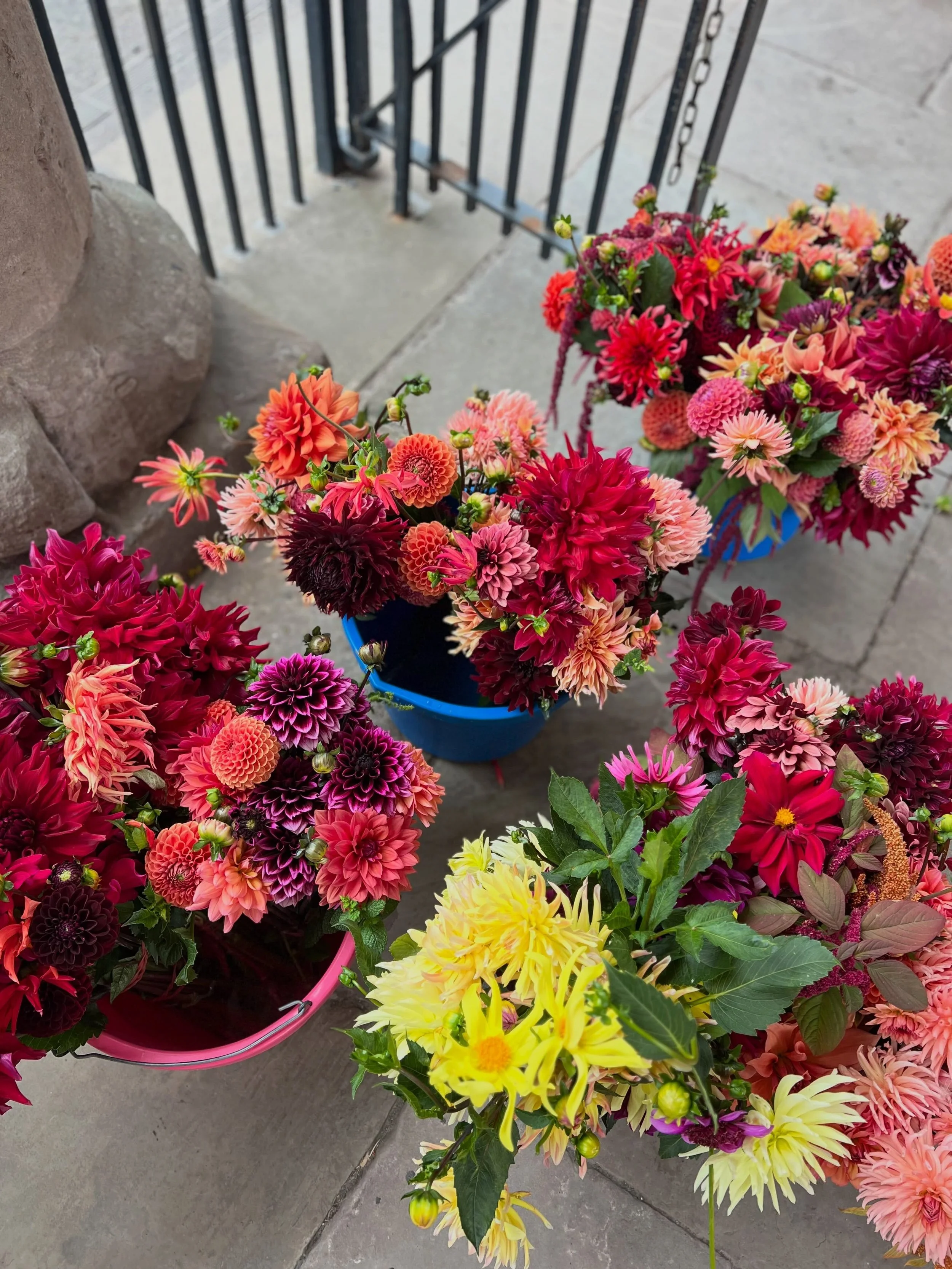 Dahlias. Have you seen anything as magnificent as these? Grown by Joe and Sein from @100percenthay just half a mile outside of Hay. Find them in the @haycheesemarket every Thursday, but get there quick as they sell out! 

#dahlias #homegrownflowers #