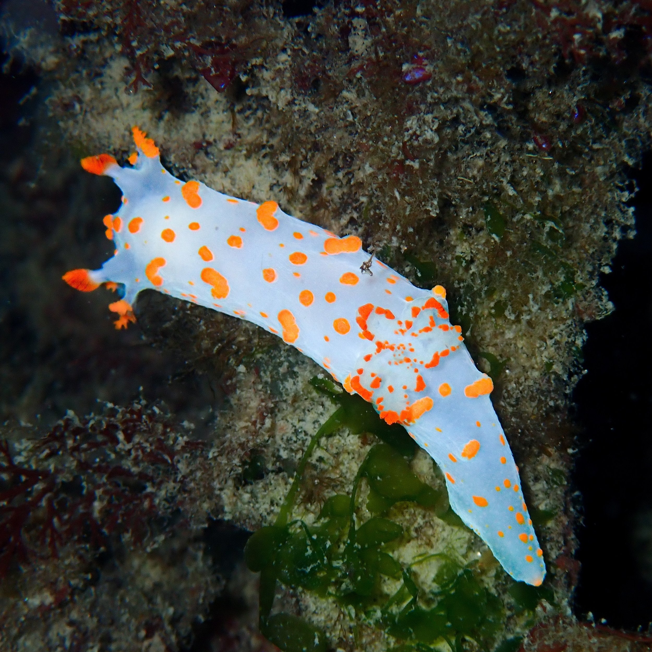 Clown Nudibranch 

#clownnudibranch #nudi #nudibranch