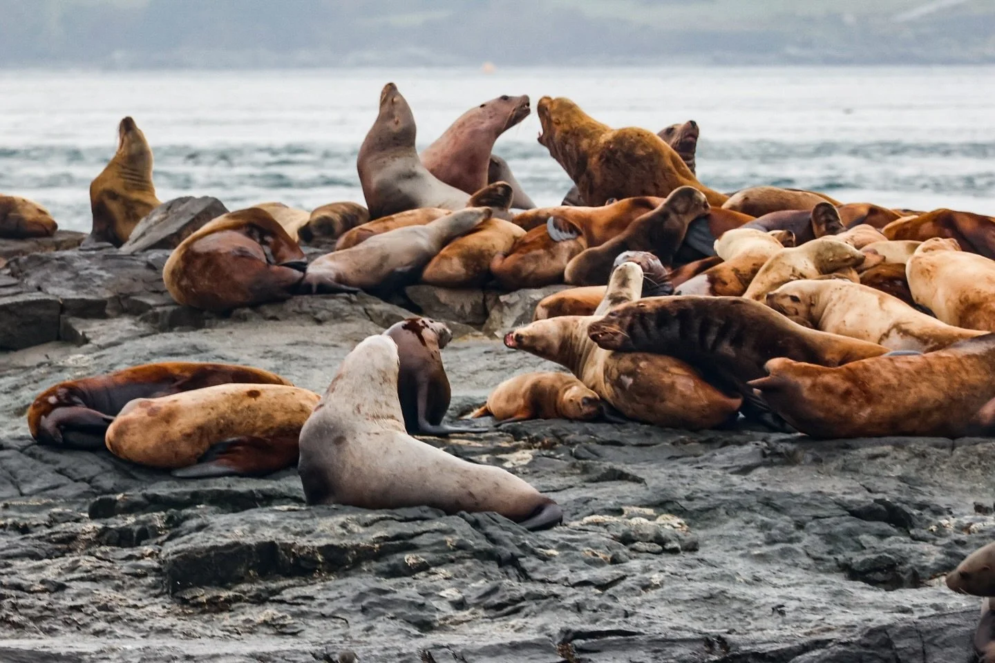 Sea Lions in action