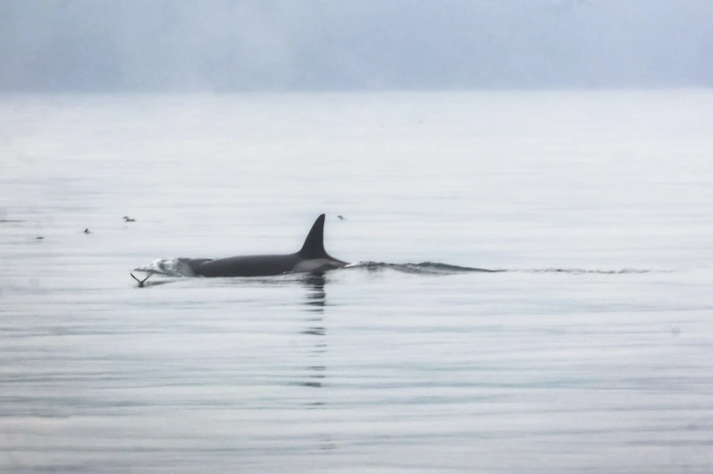 Biggs Transient Orca