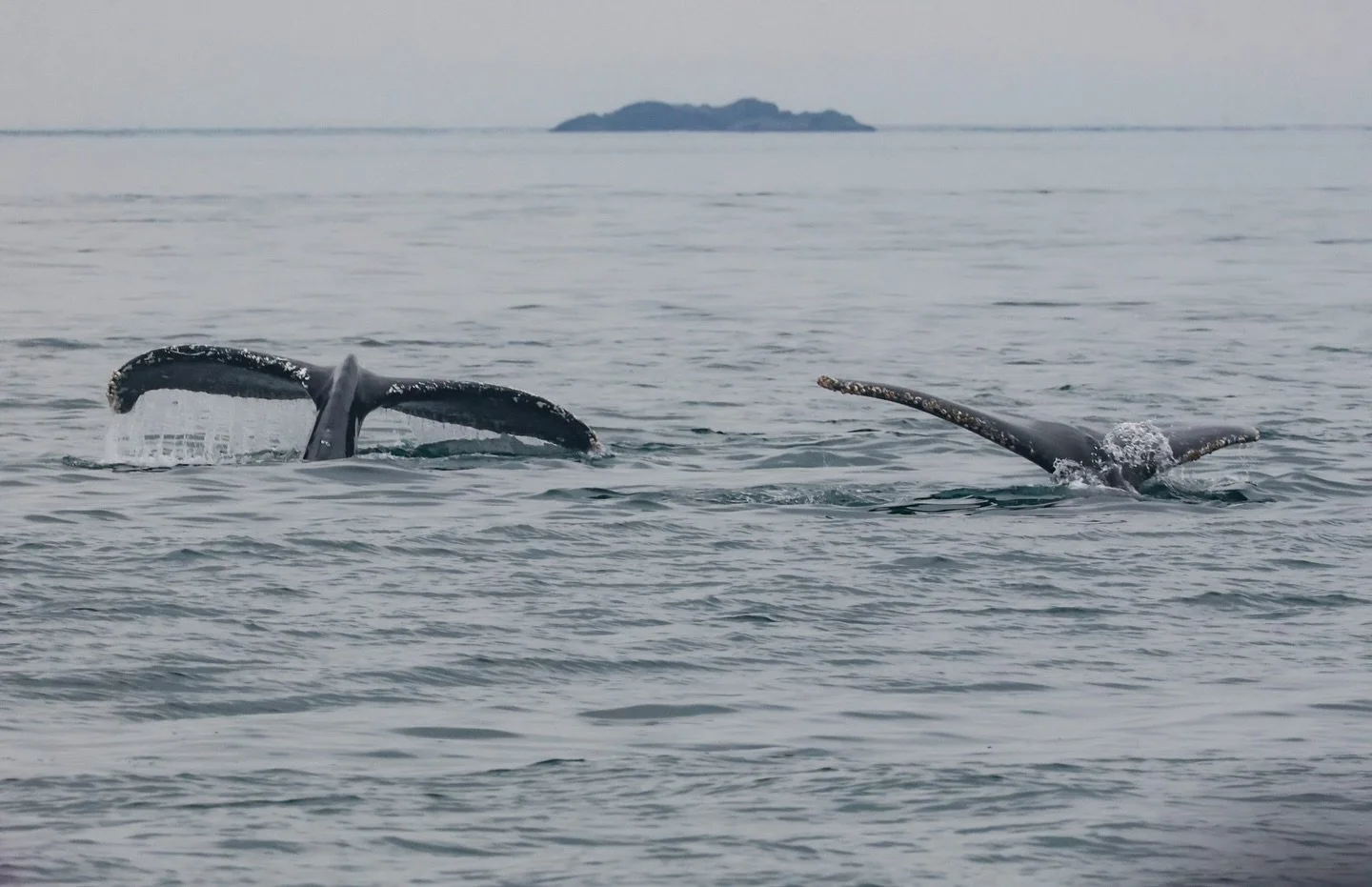 A pair of tails 🐳