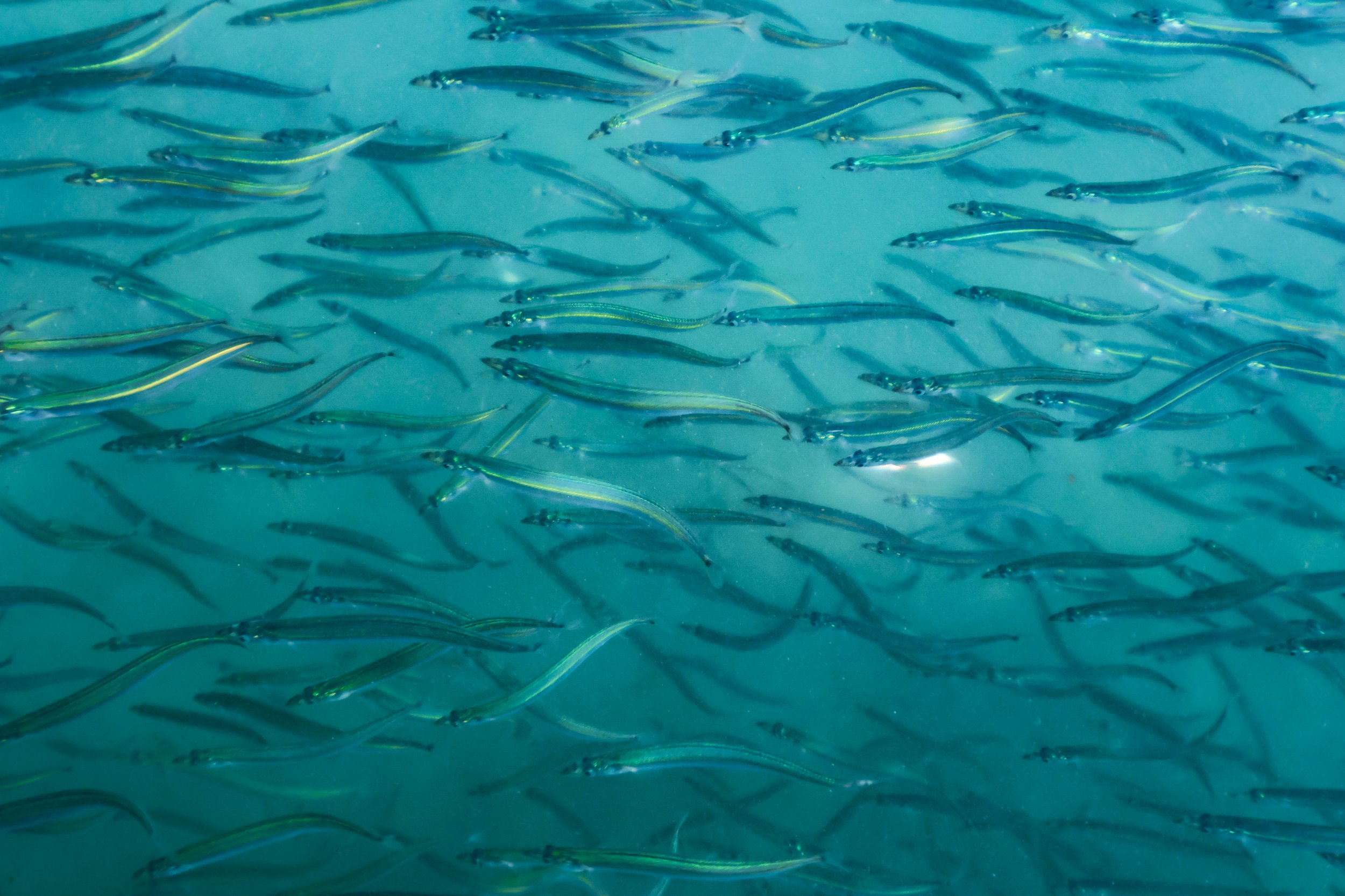 East Sooke April 14 2024_-32.JPG