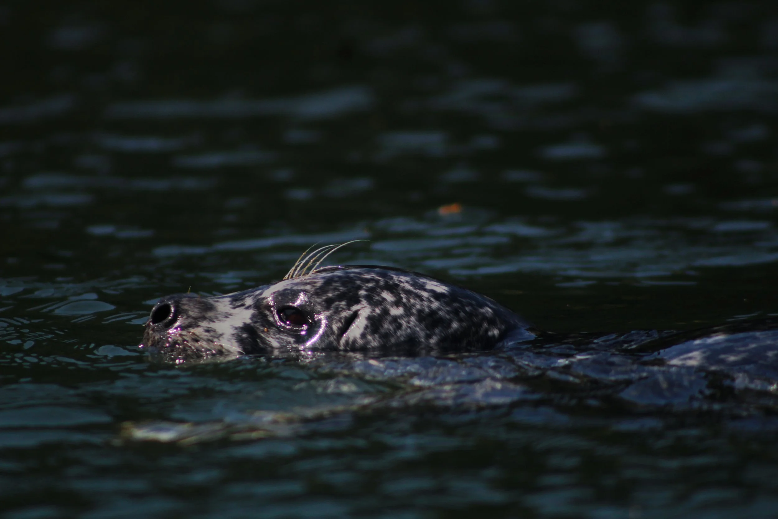 Pacifica Paddle April 15_-99.JPG