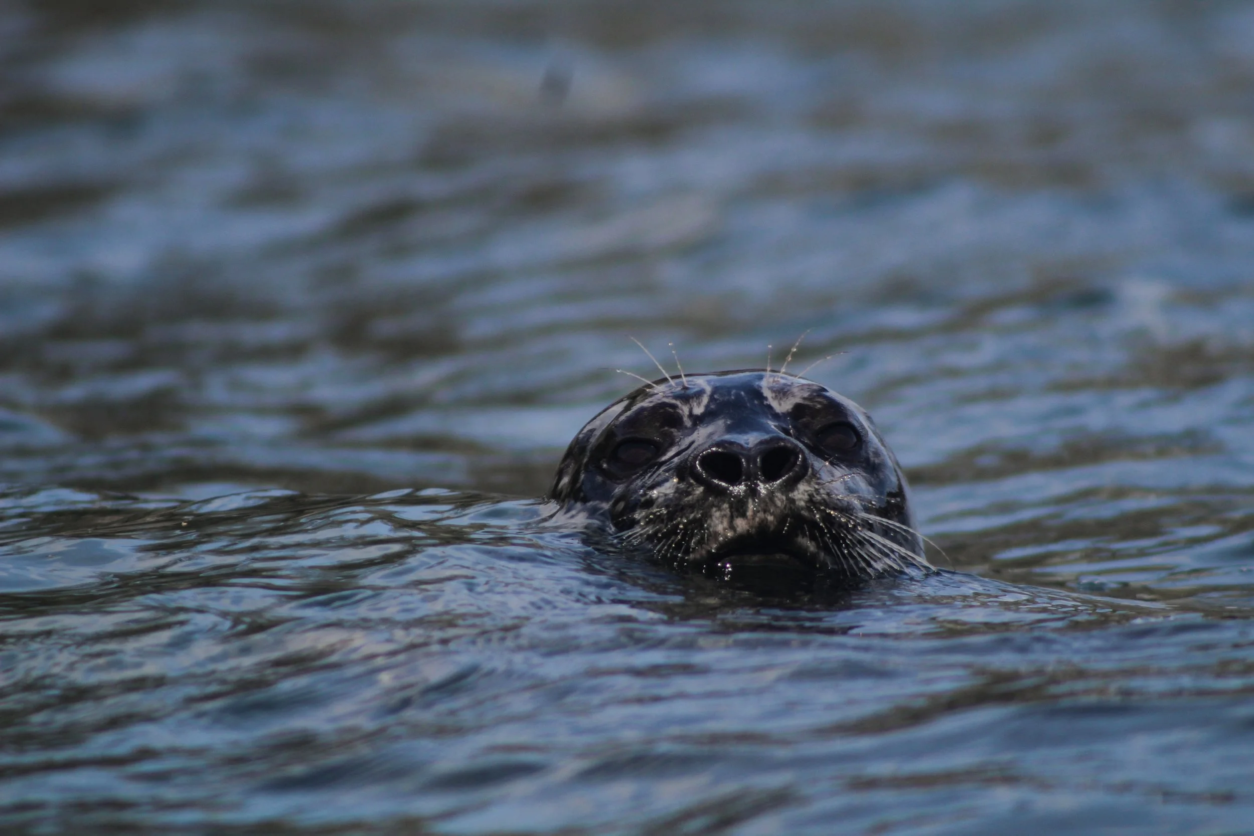 Pacifica Paddle April 15_-100.JPG
