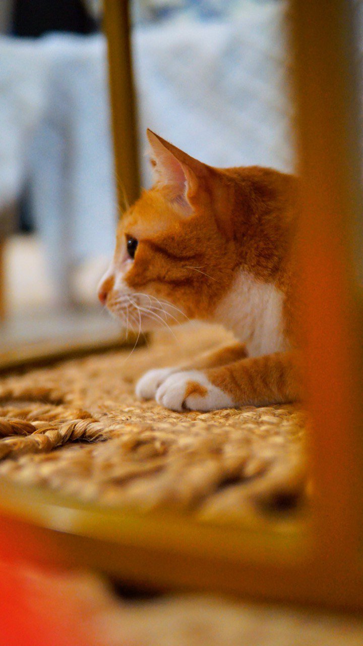 Spoil your pet this National Pet Day (local picks)