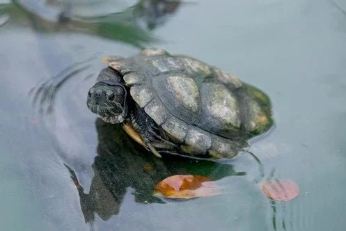 Trouble for Live Turtle and Tortoise Museum