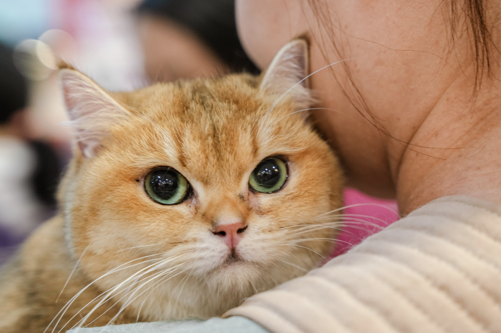 Feline Fun: Asia Cat Expo 2024