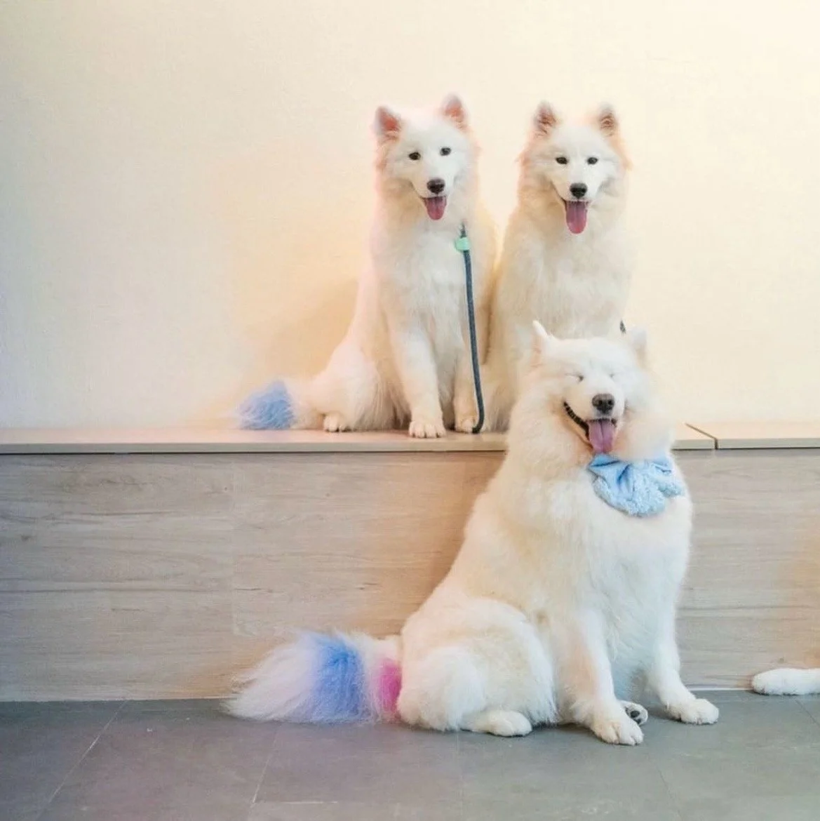 A Samoyed-tastic time at Snow Pawttage