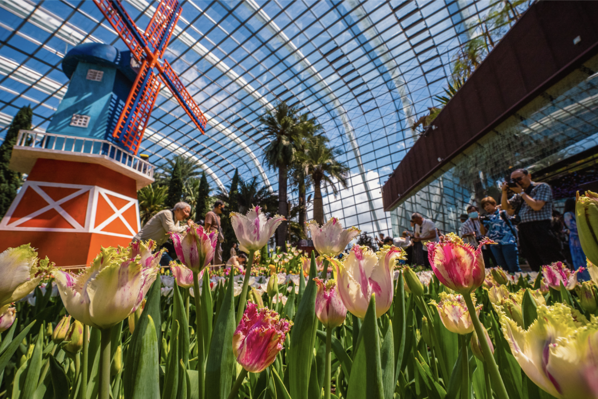 Spend A Romantic Date at Tulipmania 2025