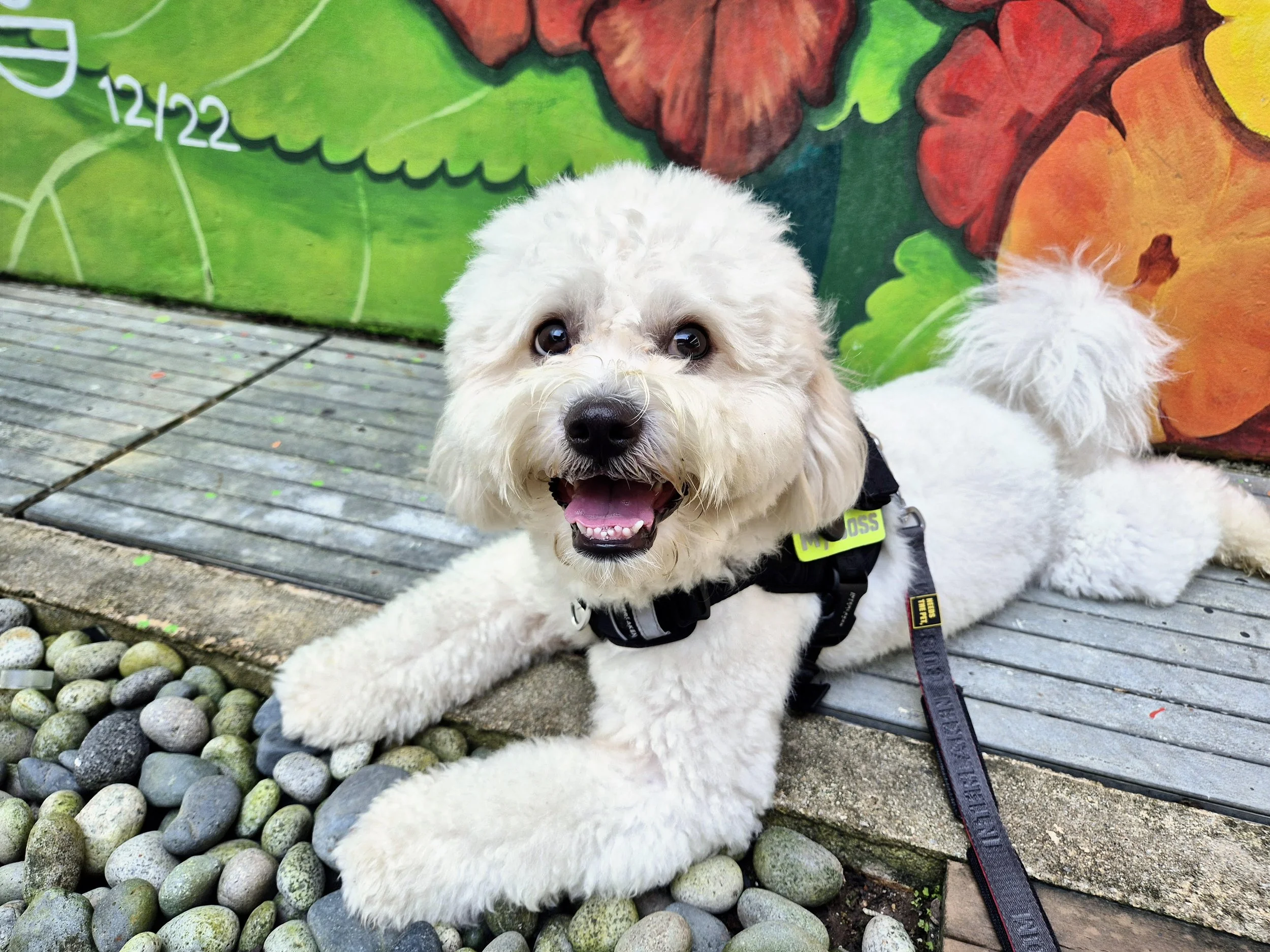 Tech harness 1_Simba.jpg