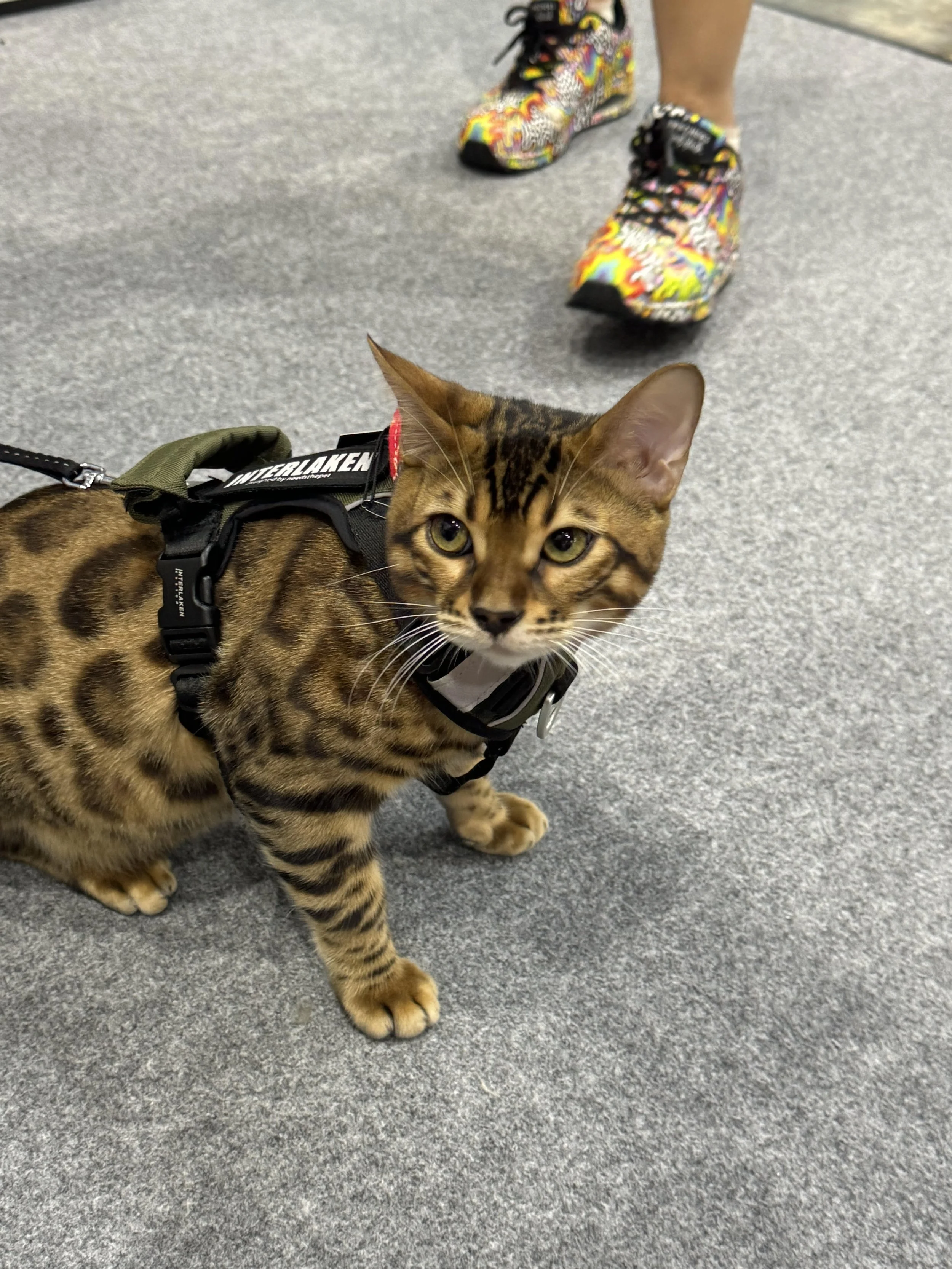 Bengal cat (2).jpeg