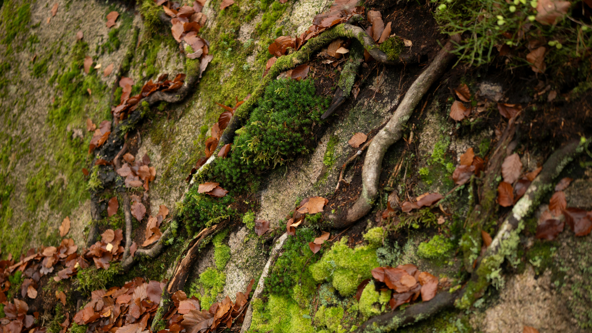 Close-up of a tree trunk with moss, fallen leaves, and small branches.