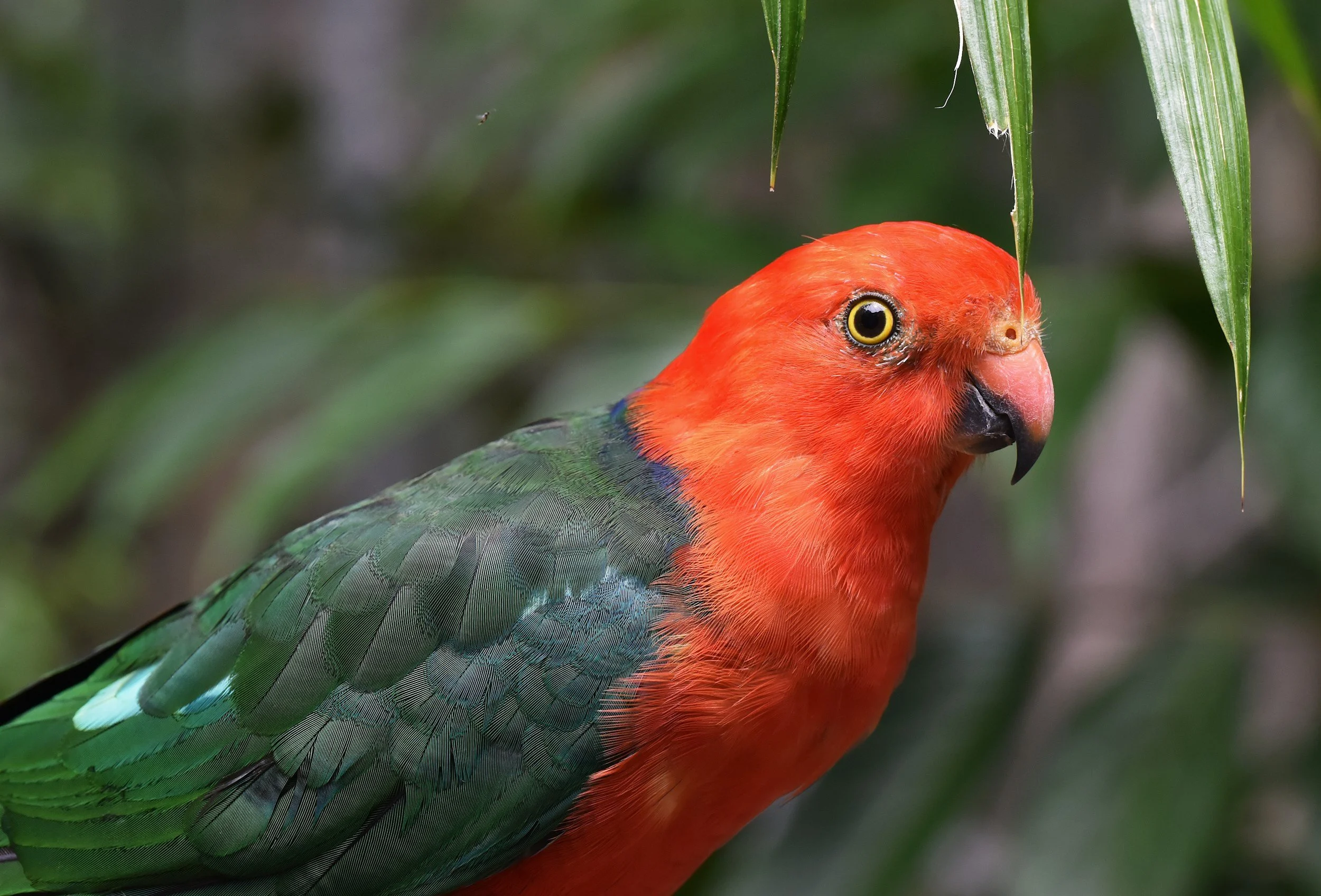 A colorful bird with a bright orange head and chest, and green and blue wings, perched among green leaves.
