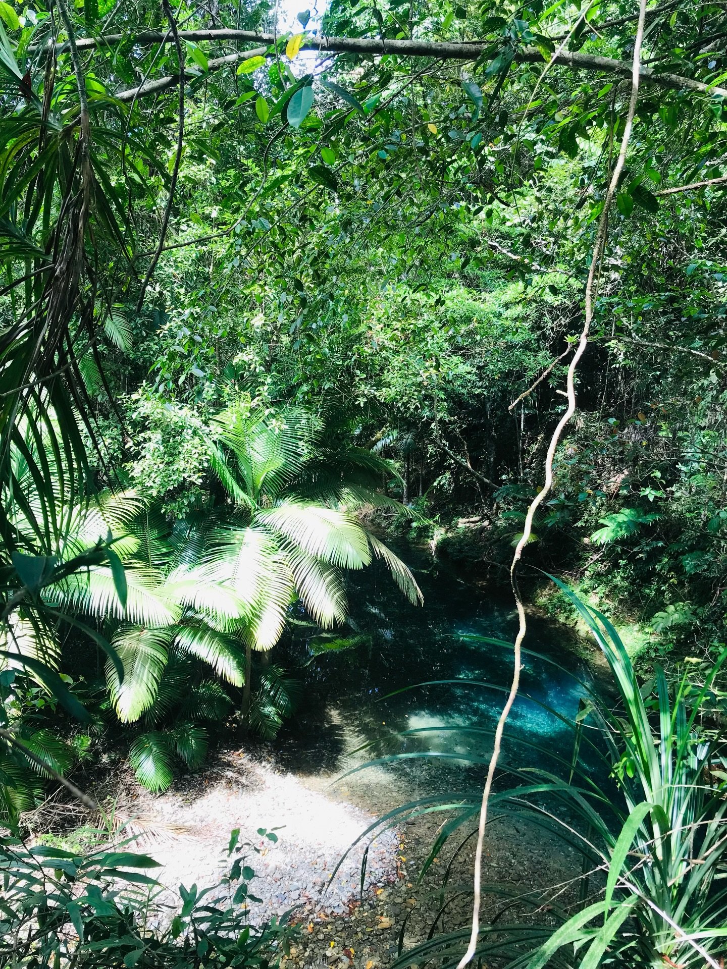 Local finds ✨

#daintree #cairns #greatbarrierreef #cairnsaccommodation beach tropicalescapes