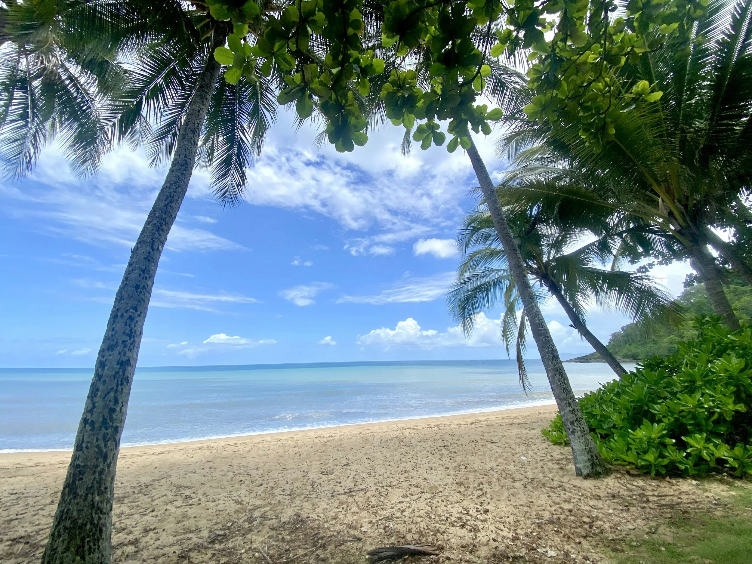 A tropical beach scene with palm trees, sandy shore, blue ocean, and partly cloudy sky.